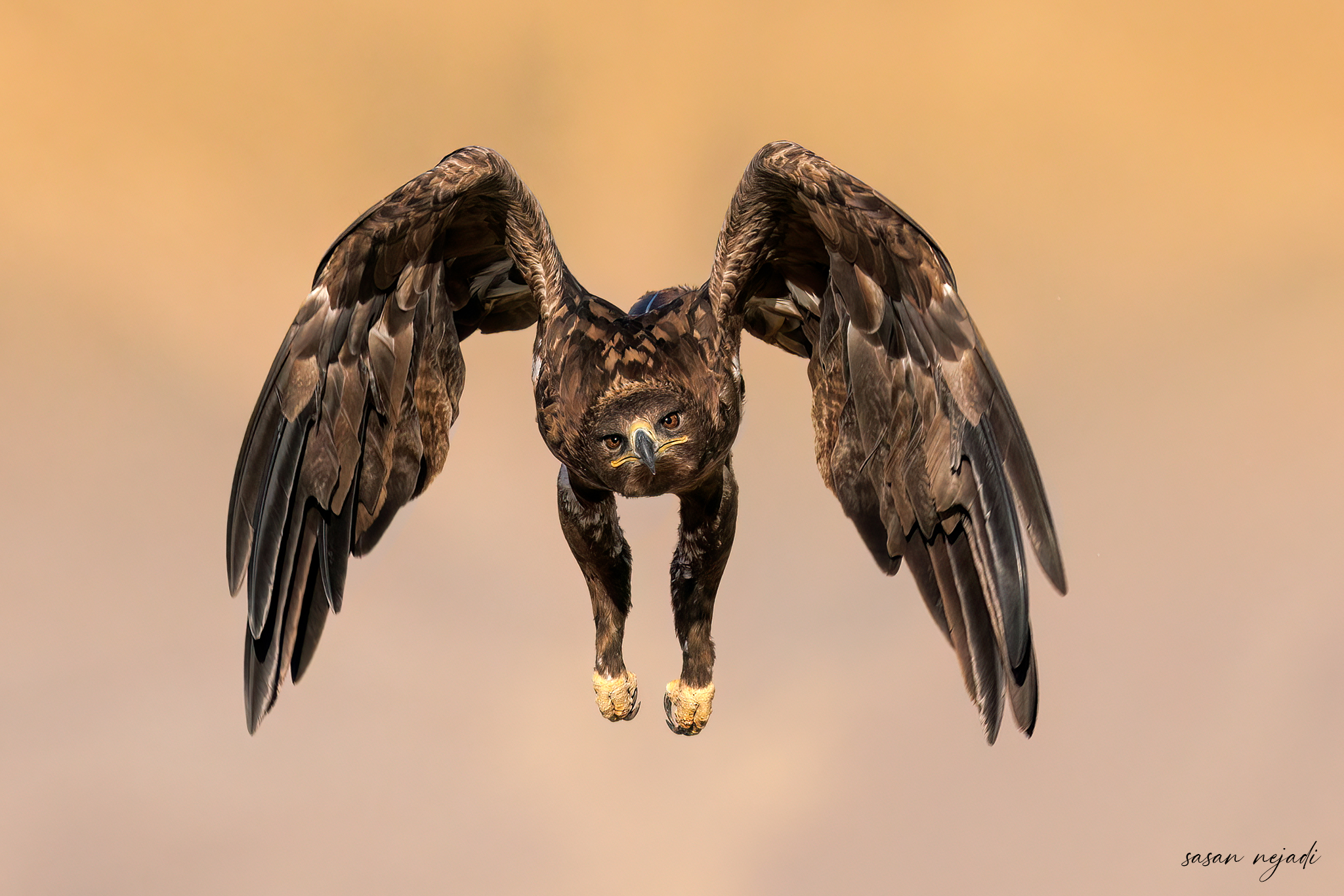 Uccello aquila delle steppe