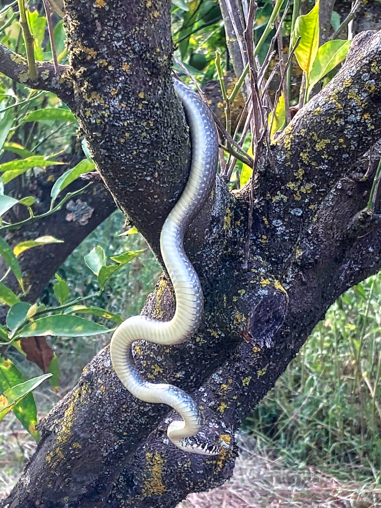 Whip snake