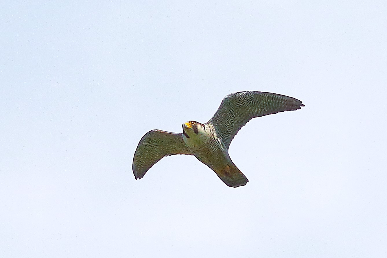 Pellegrino 01 maggio 2024 - 8499