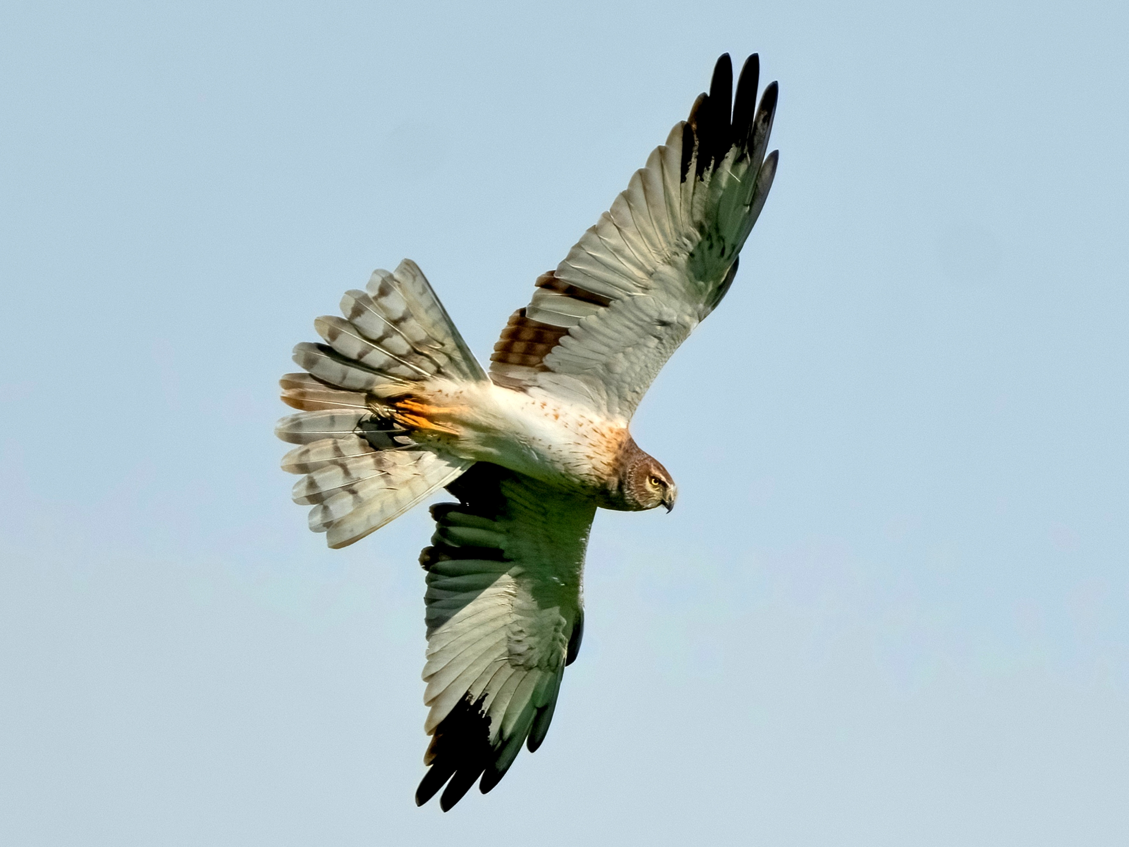 Montagu's Harrier (Circus pygargus) - juv male