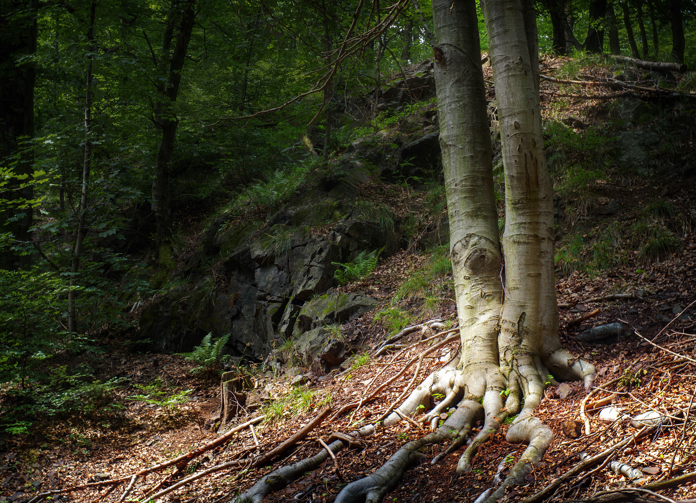 Beech Forest