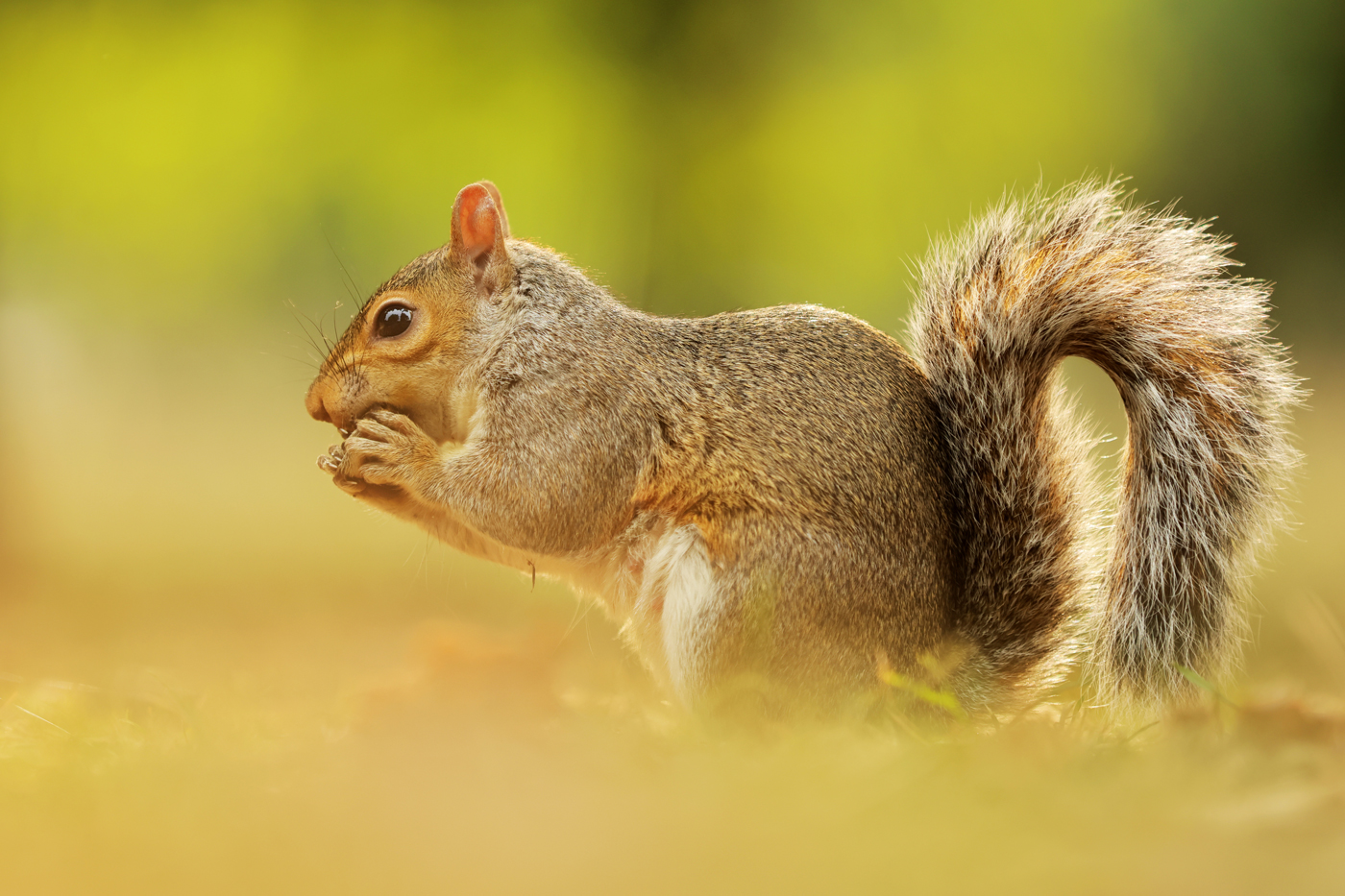 Squirrel