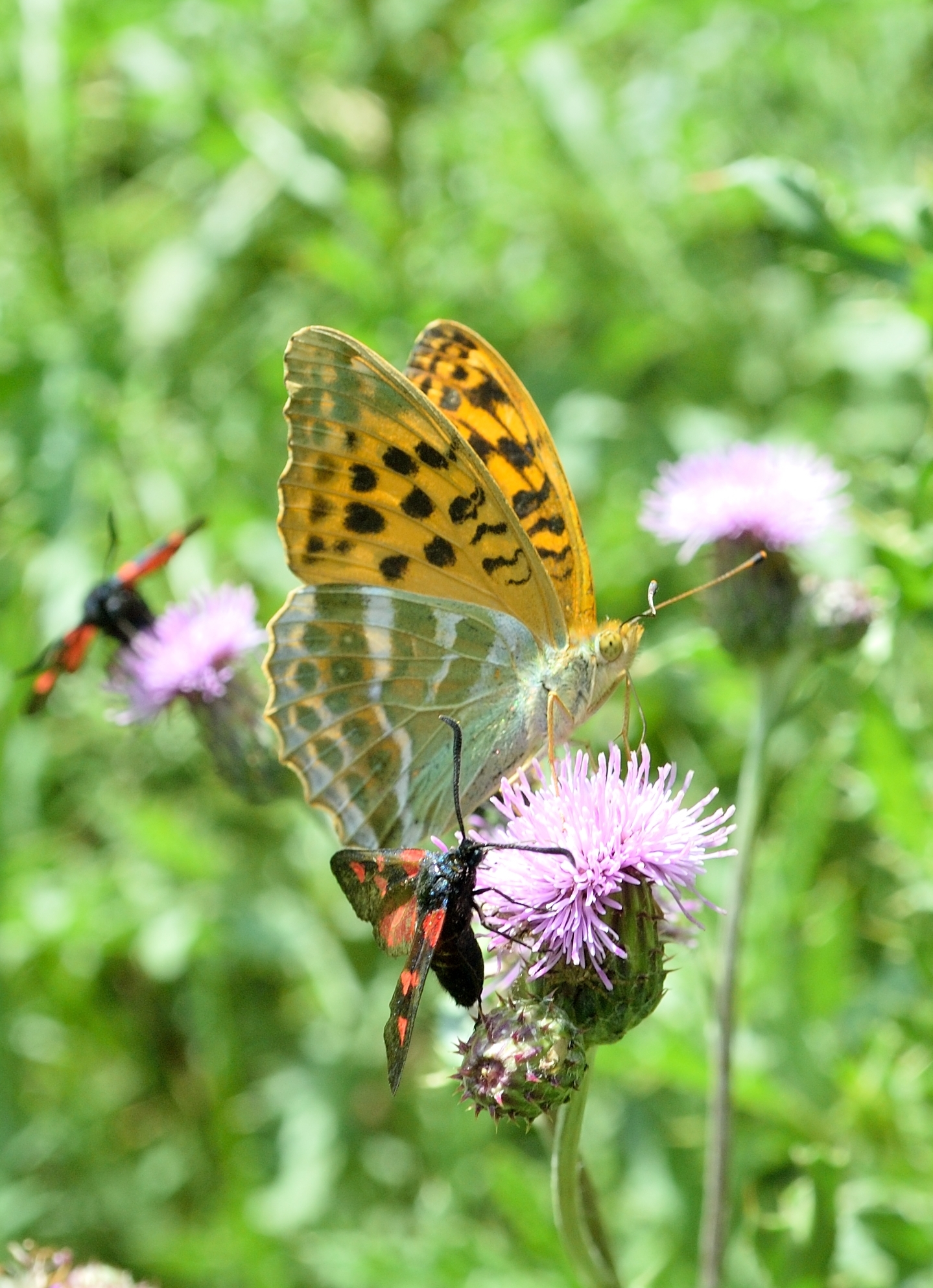Argynnis laodice