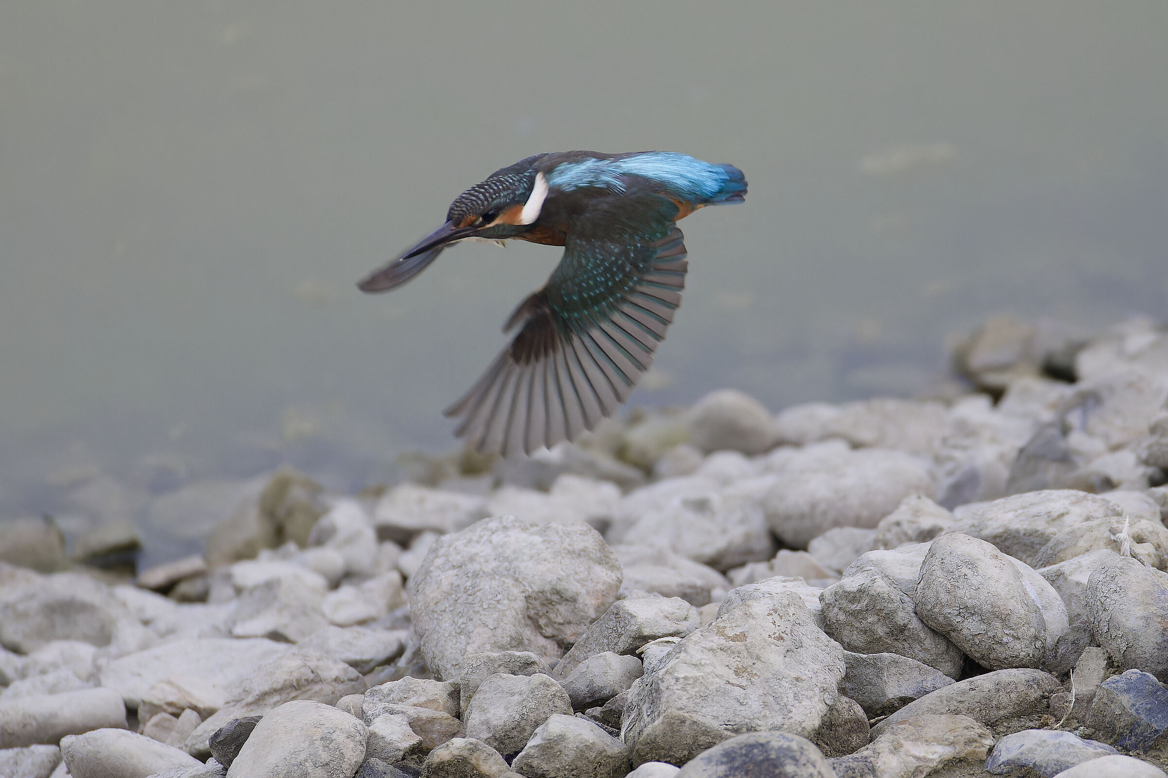 Kingfisher