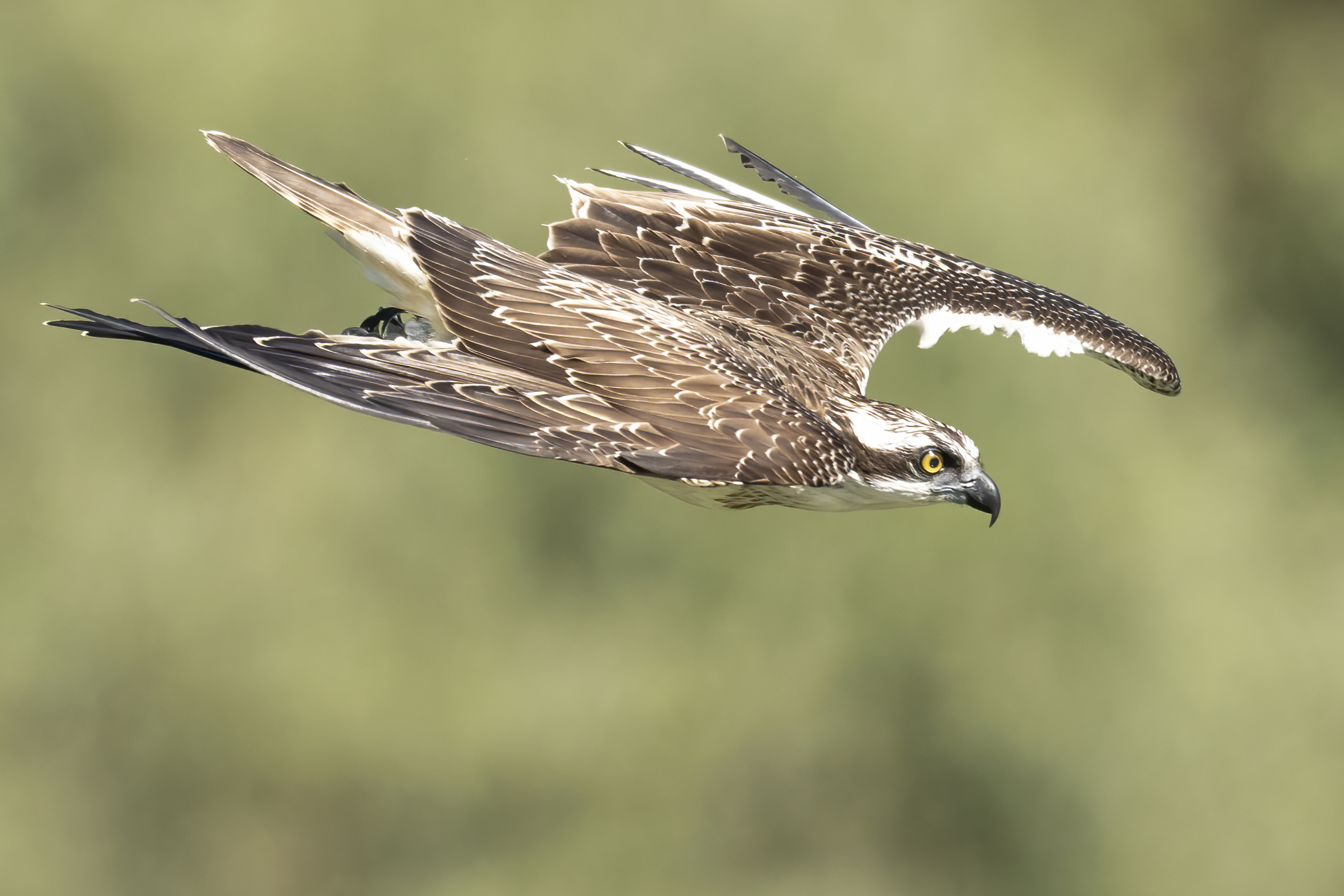 Falco pescatore in picchiata