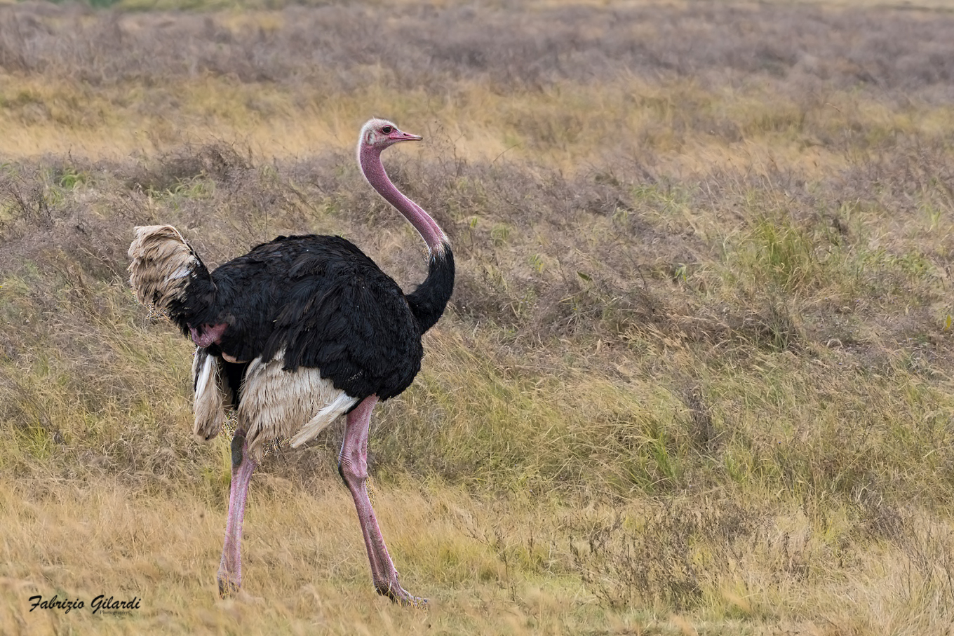 Struthio camelus (Ostrich) - Ngorongoro