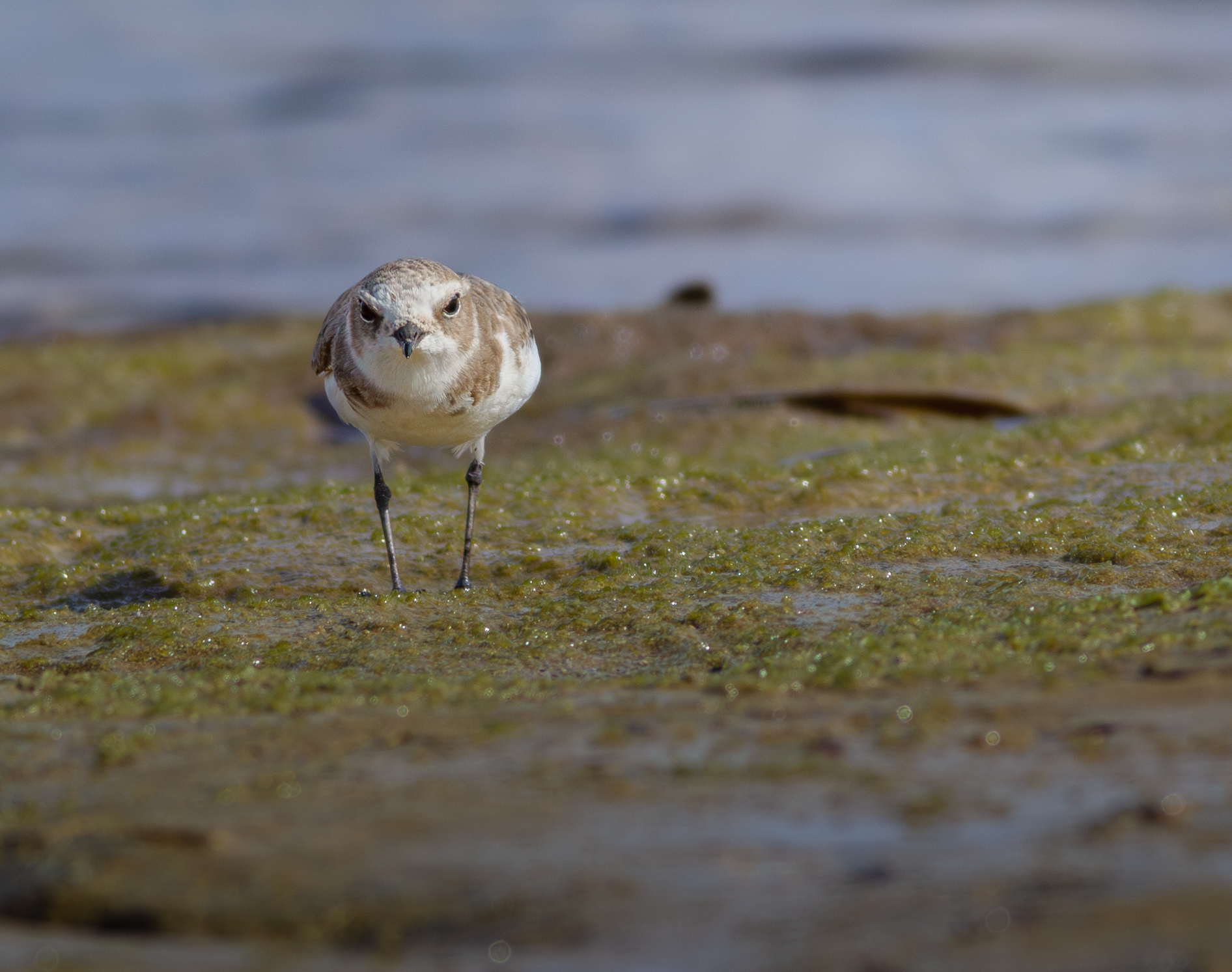 Kentish plover