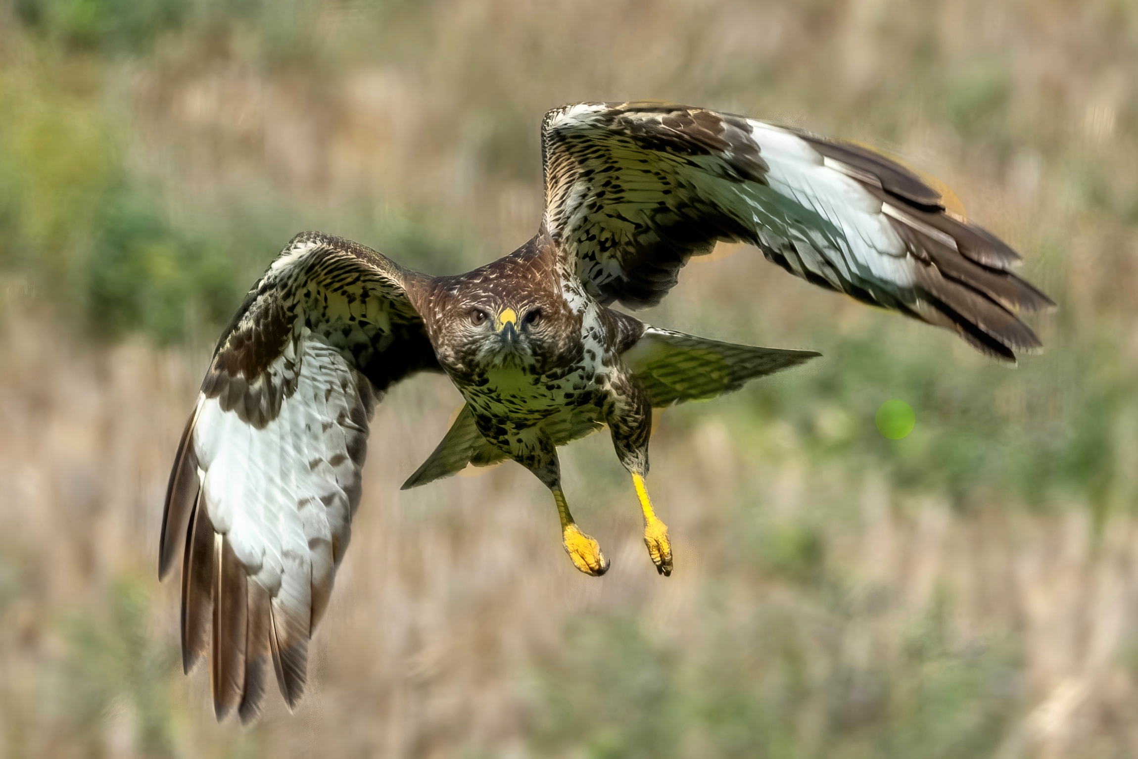 Face to face with the Buzzard (Buteo buteo)