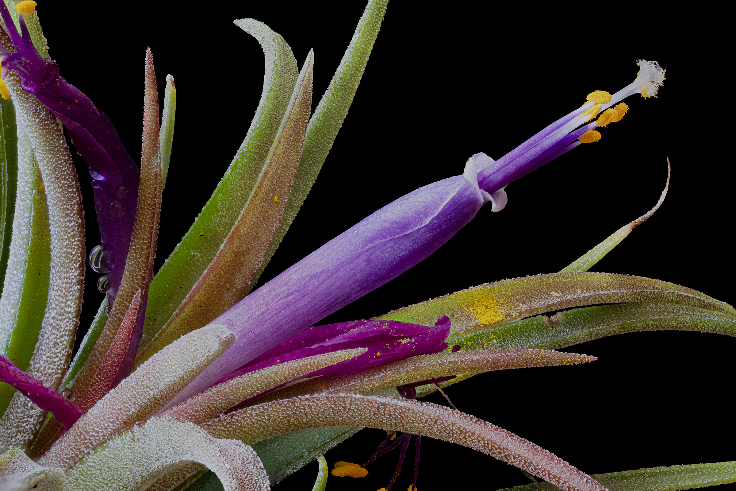 Tillandsia