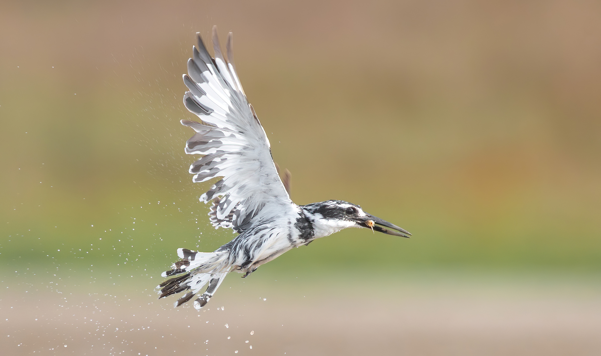 Martin pescatore pezzato