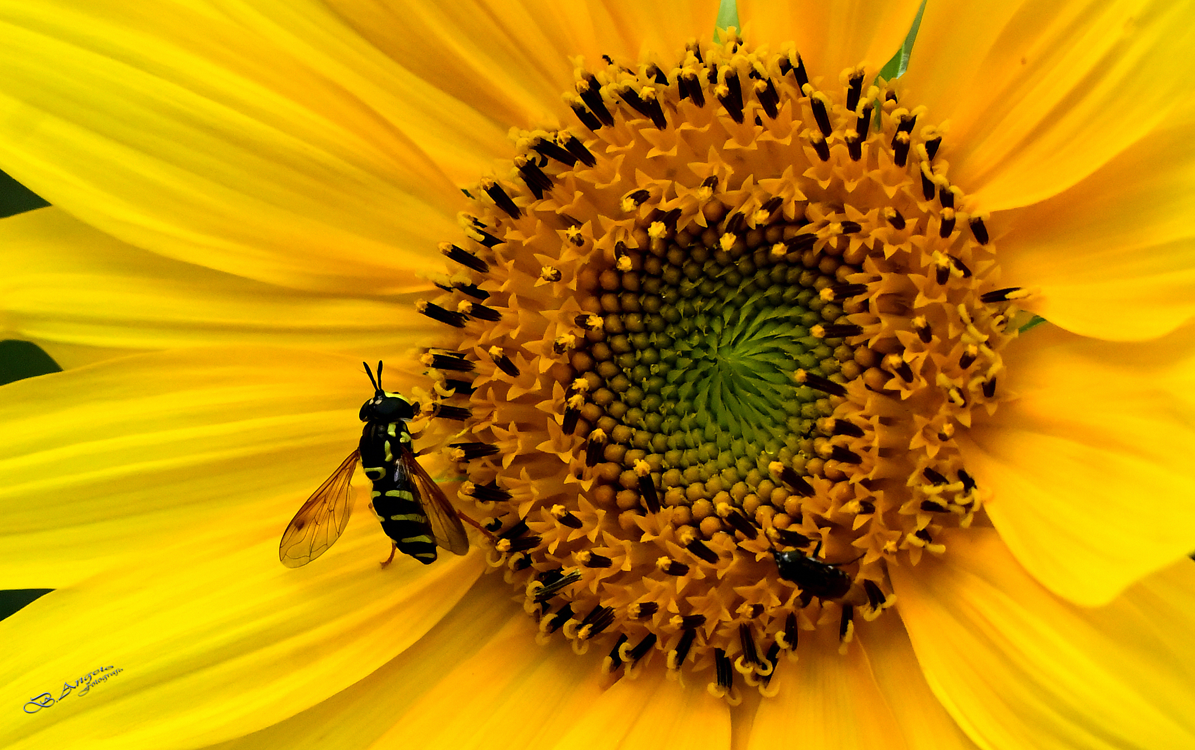 " Girasole con insetto "