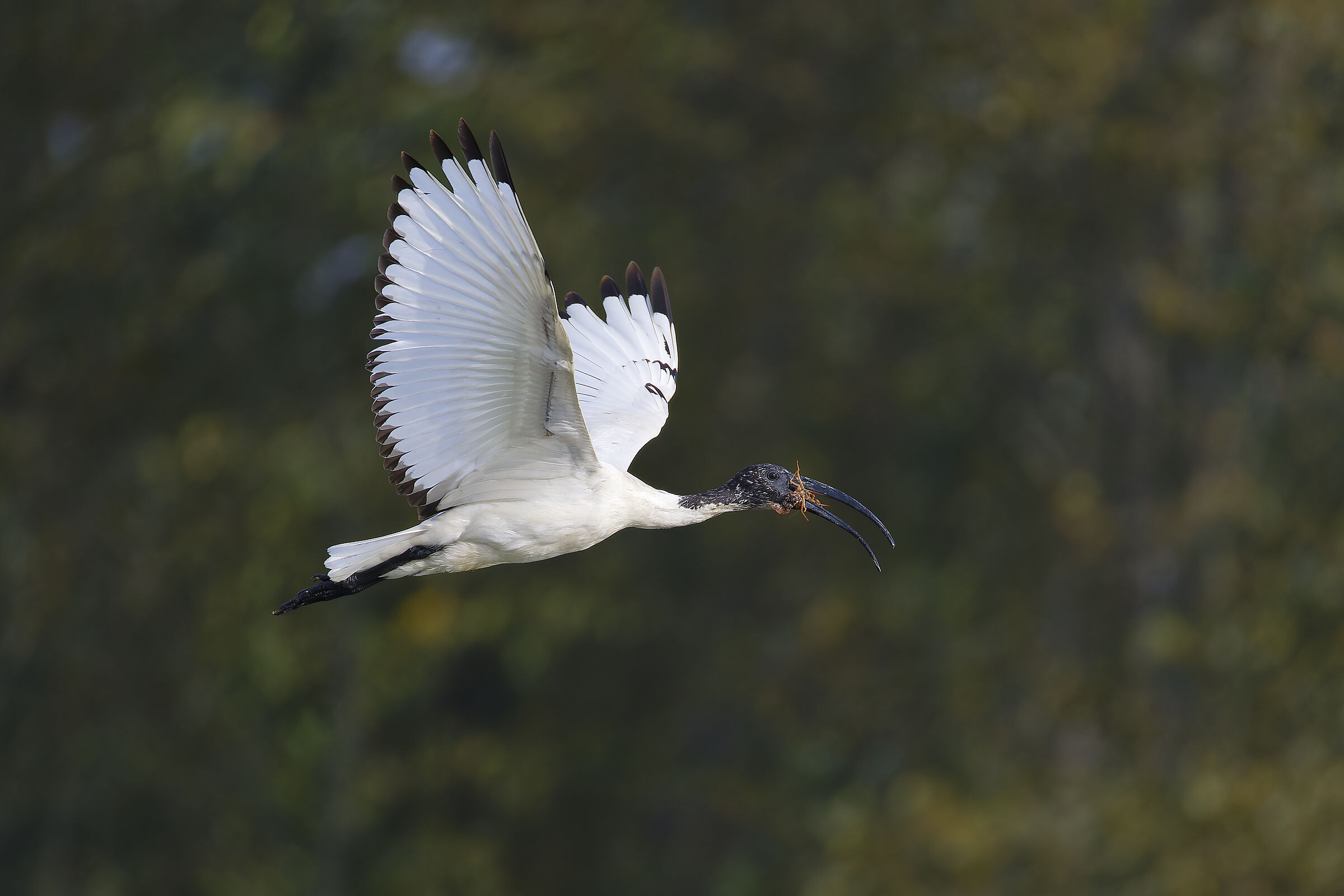Sacred ibis with prey