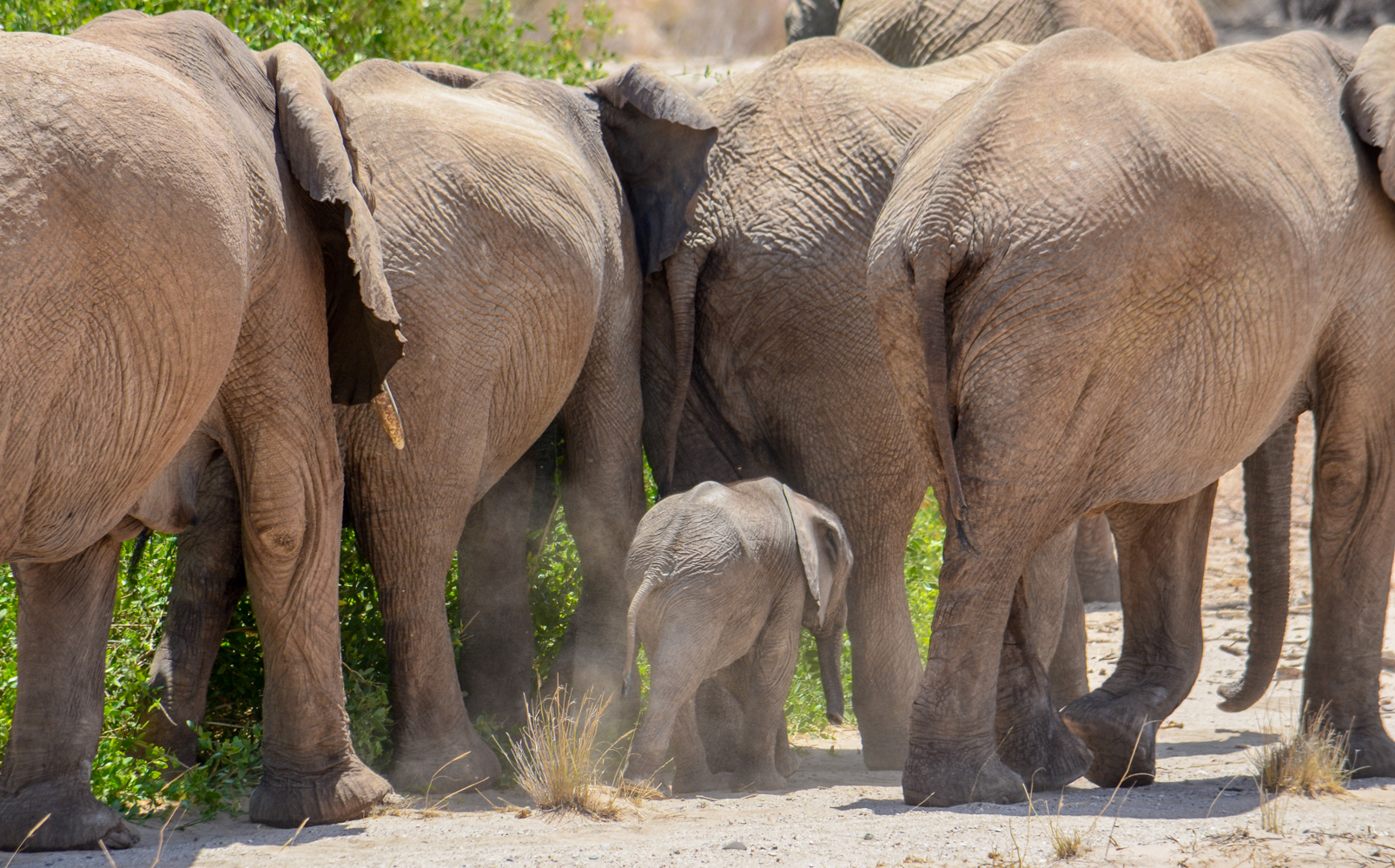 Namibia - Il piccolo cerca protezione