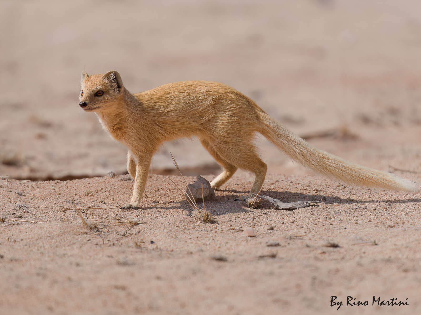 Yellow Mongoose