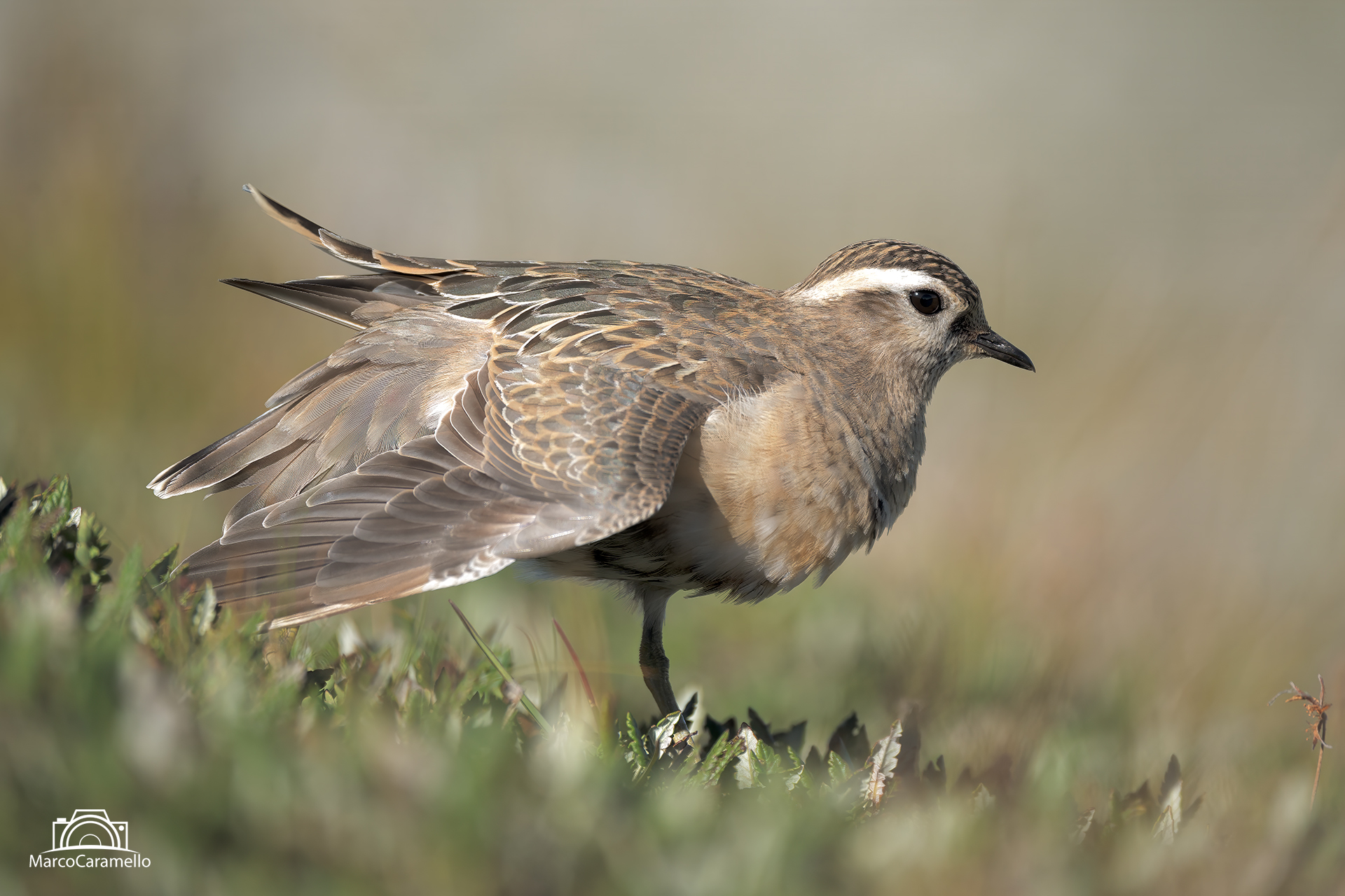 Tortolino plover
