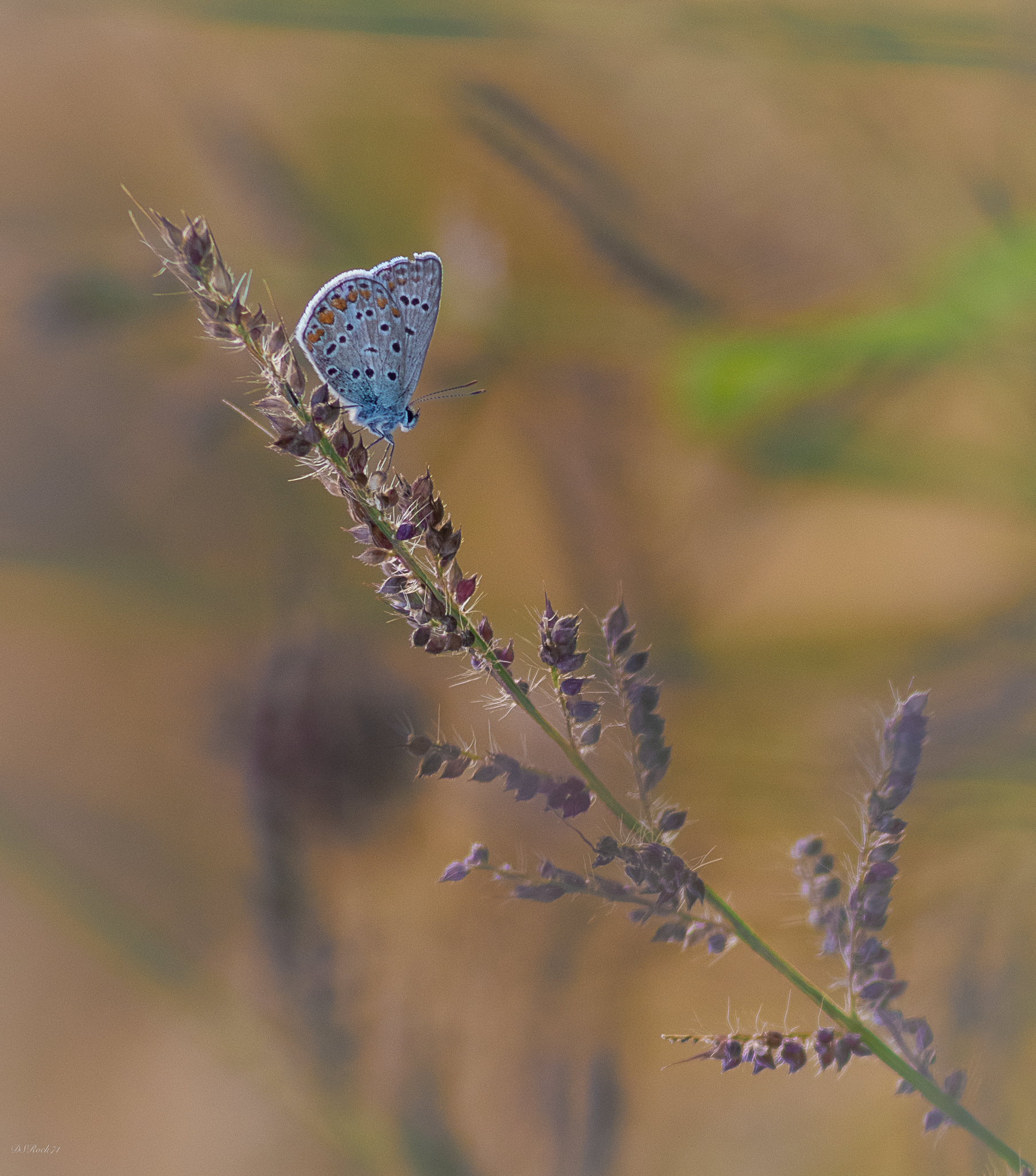 La farfallina in un mondo di colori