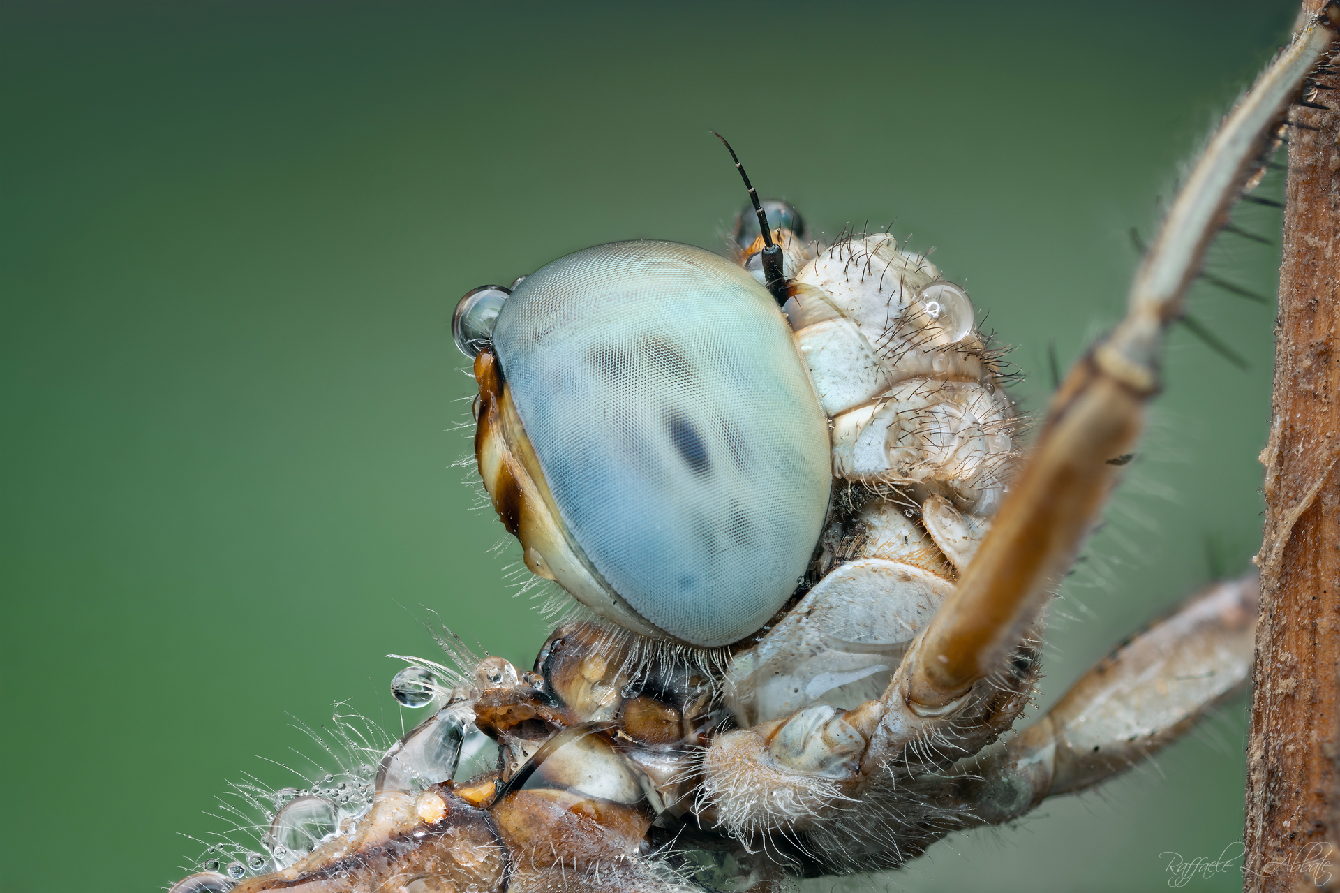 Ritratto di una Libellula
