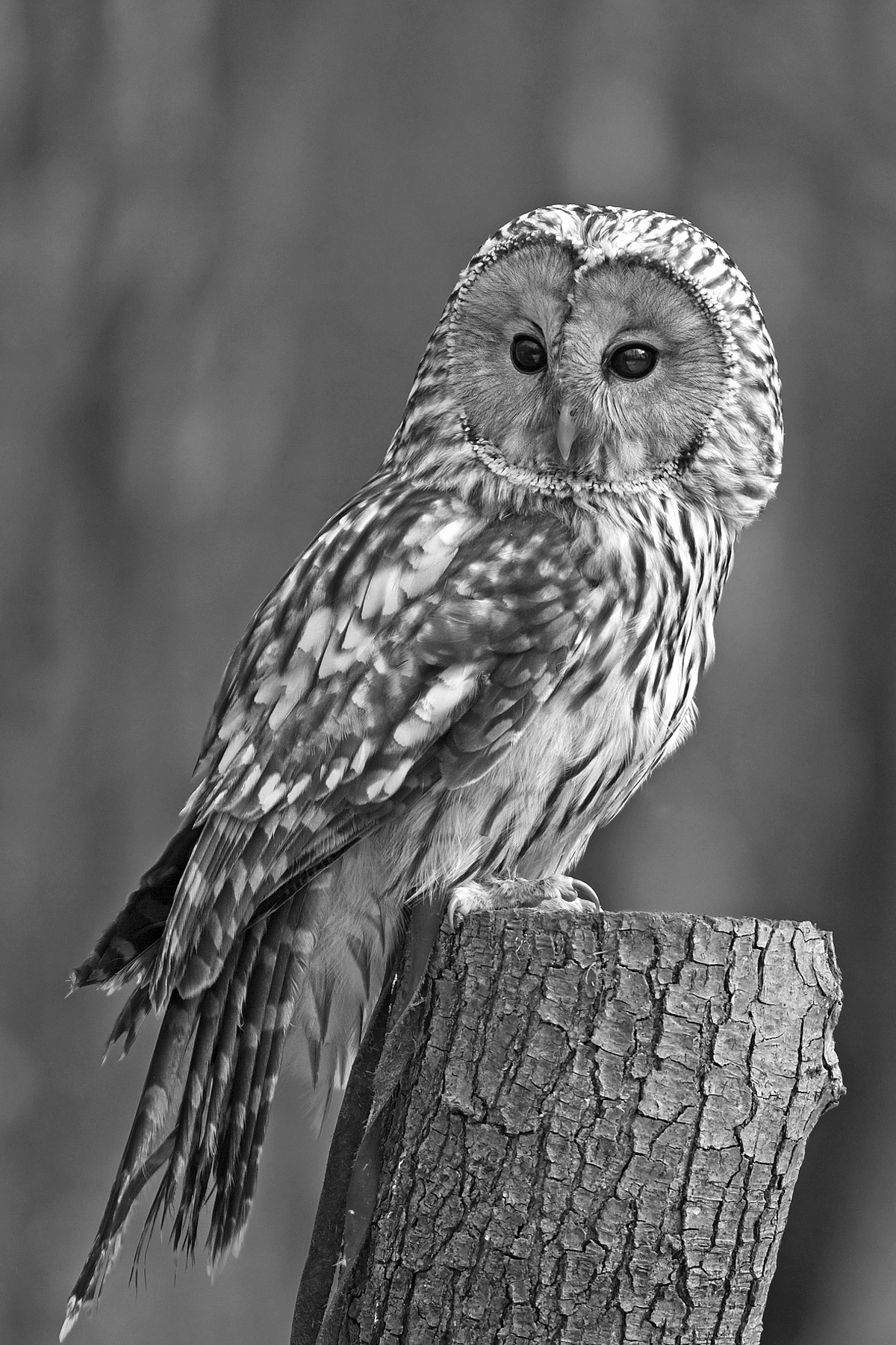 Allocco degli Urali (ambiente controllato)