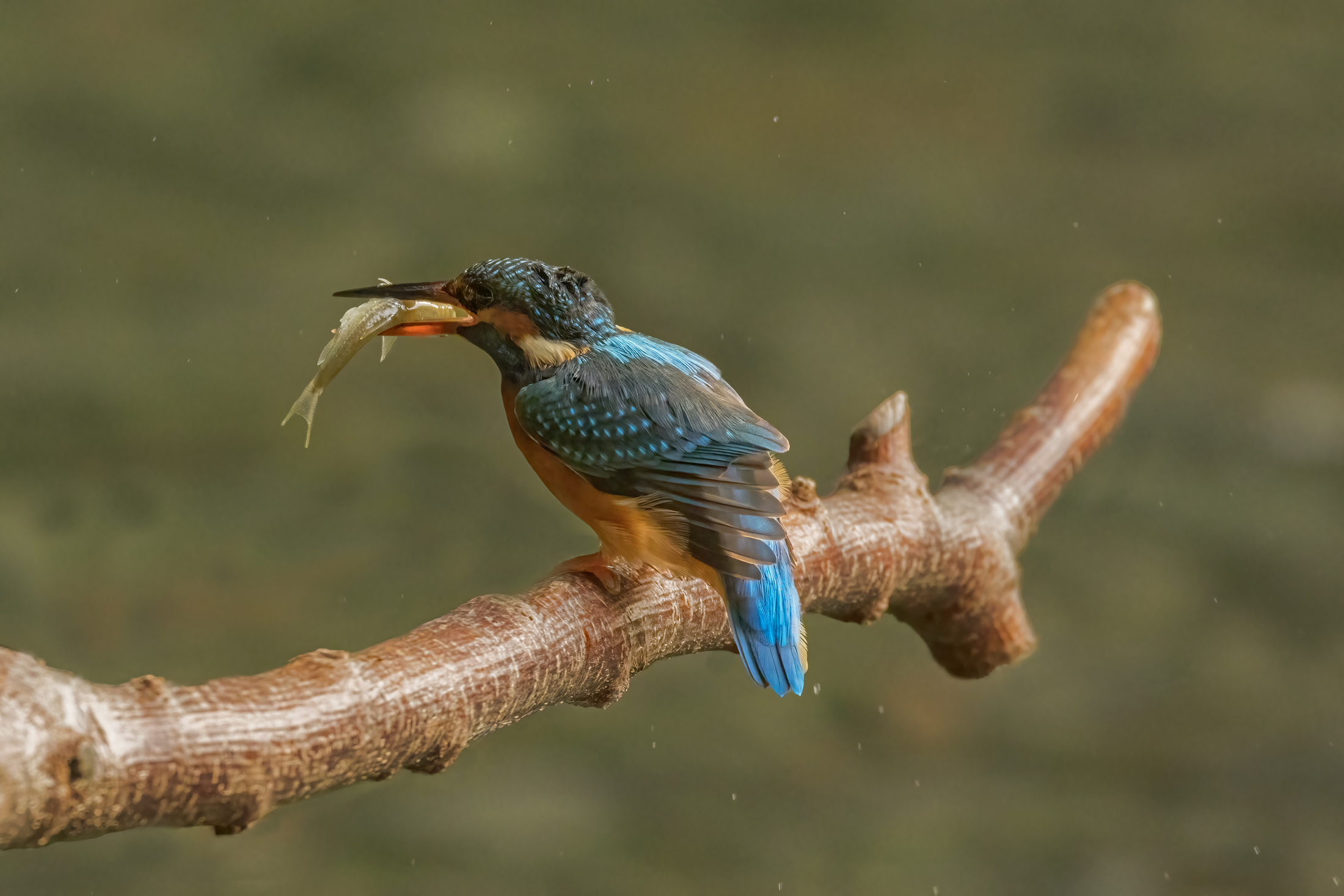Female kingfisher with a fish