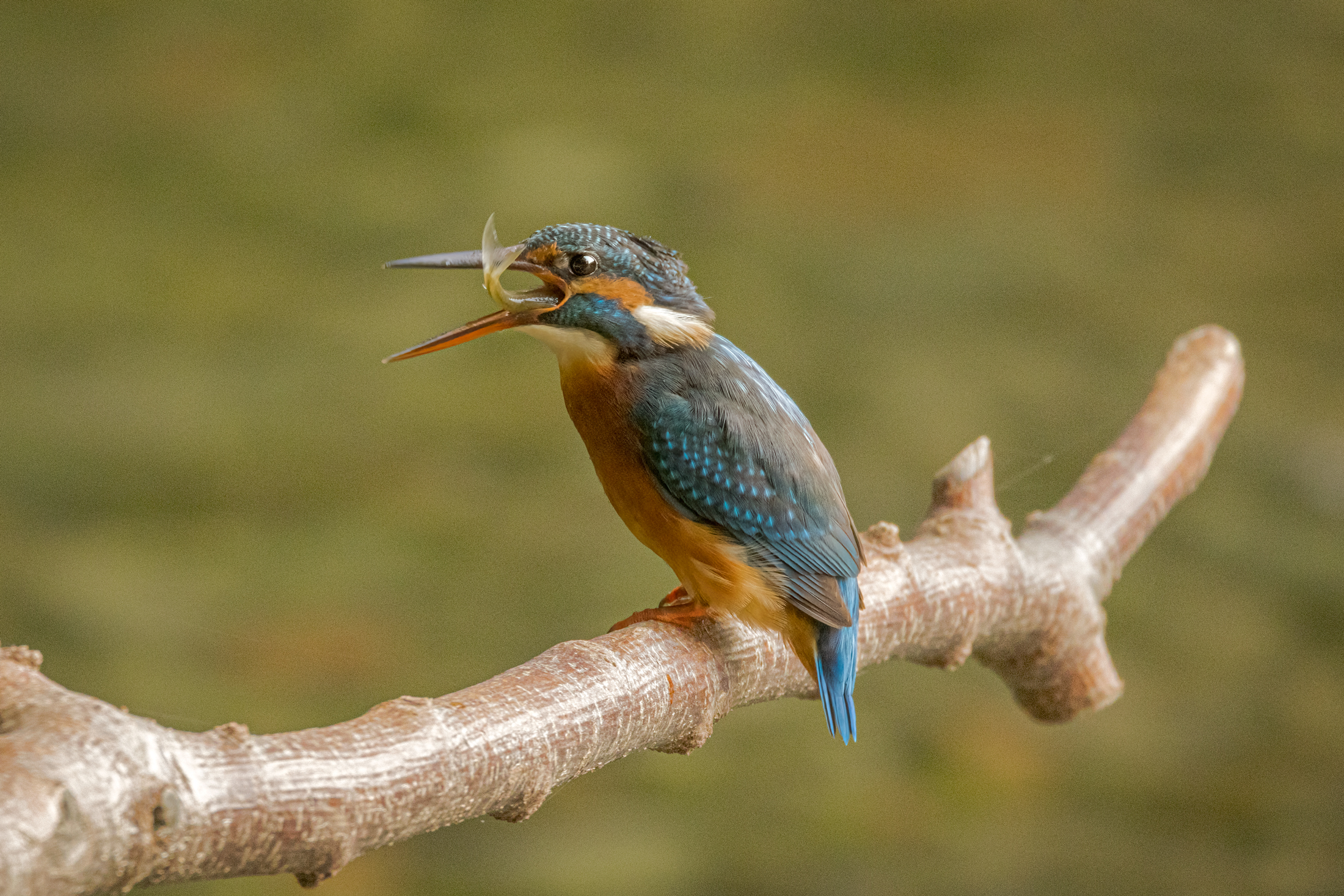 Female kingfisher swallows the caught fish