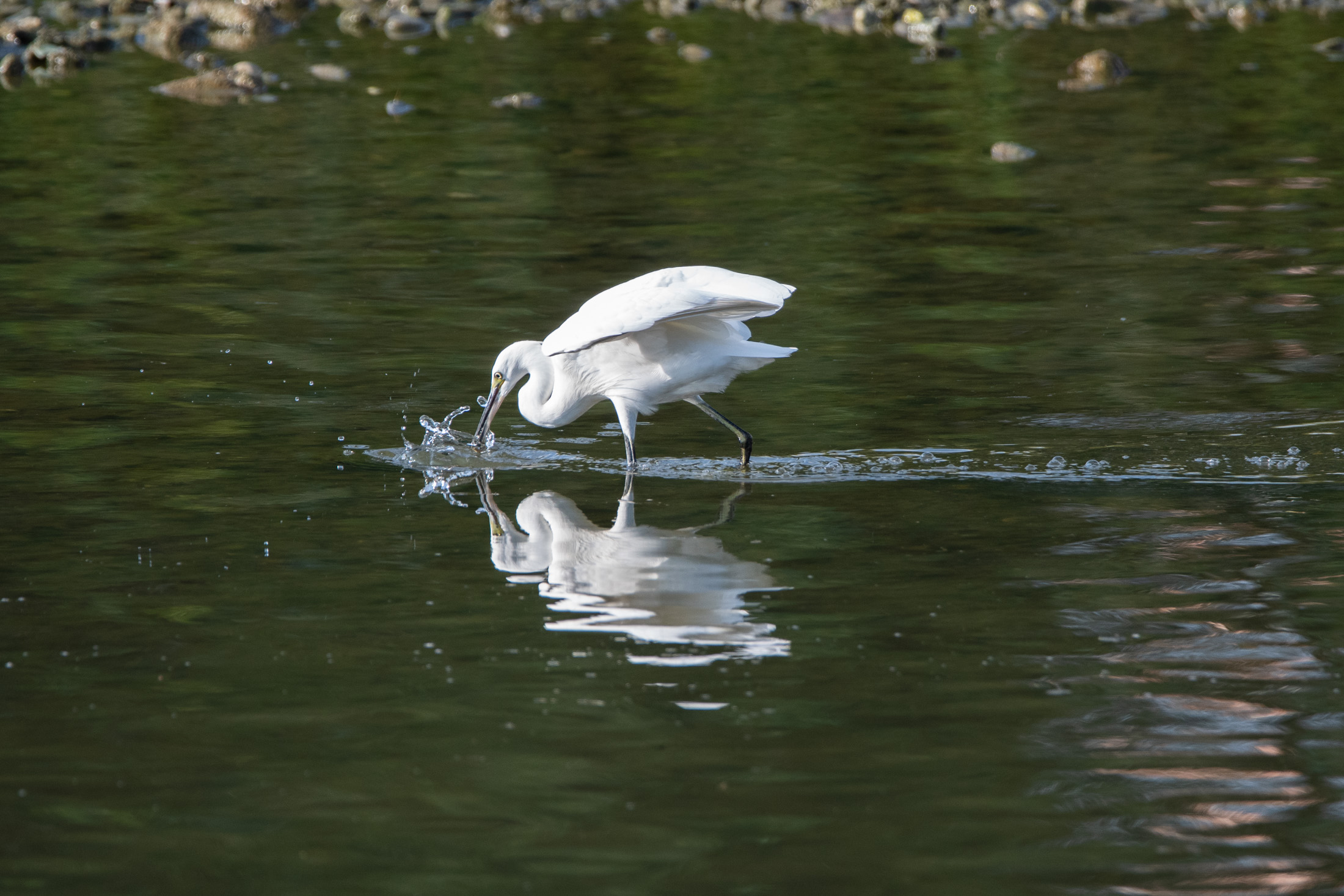 Egret