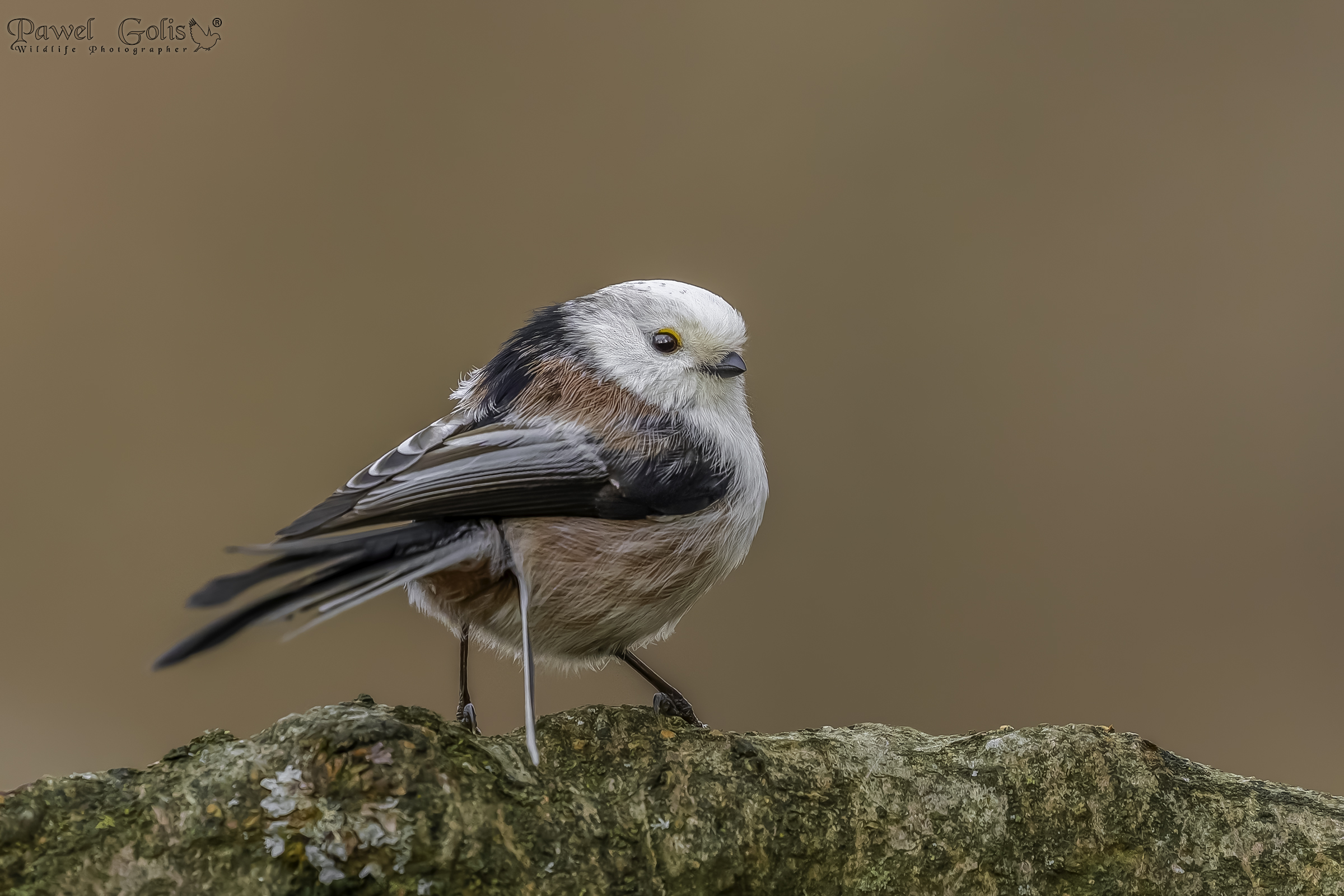 Cinciallegra (Aegithalos caudatus)