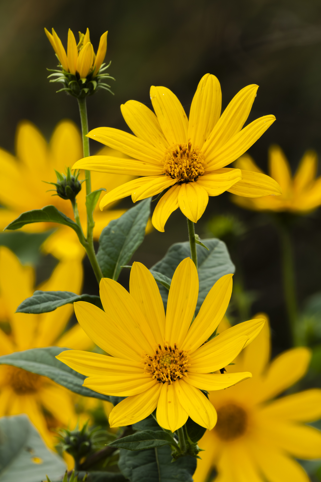 Helianthus Tuberosus