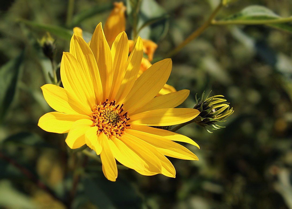 Helianthus tuberosus