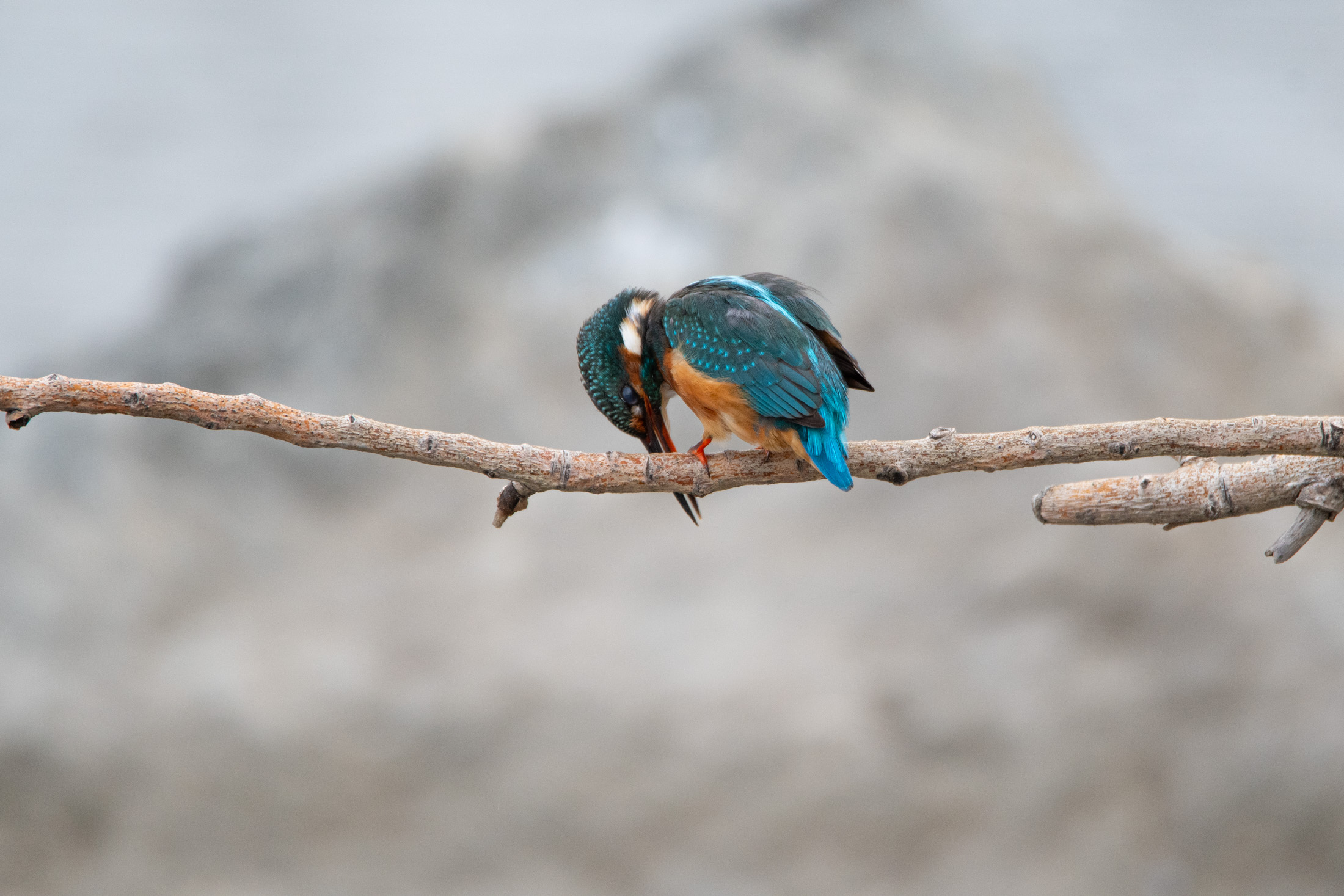 Kingfisher