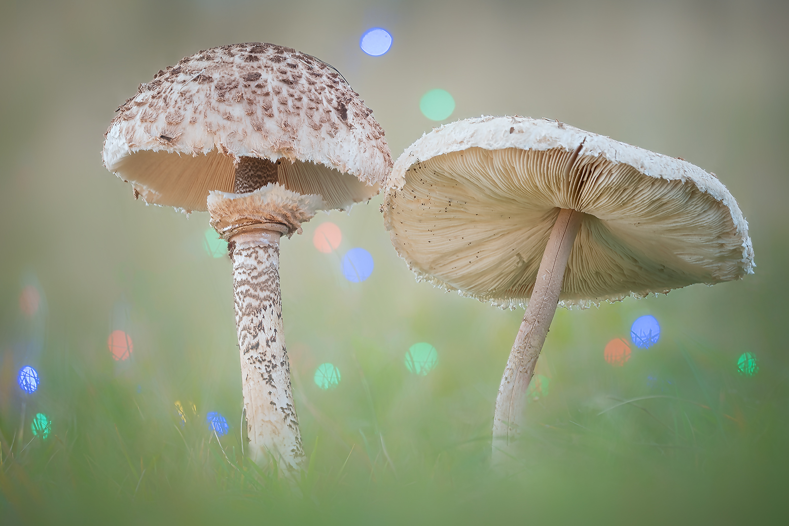 Psychedelic mushrooms