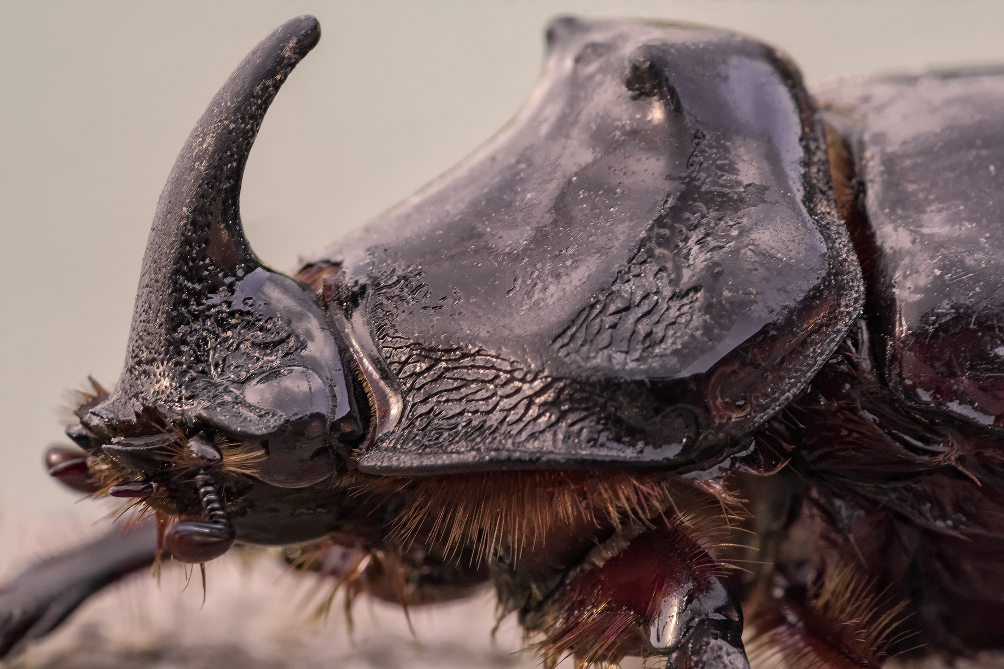 Oryctes nasicornis