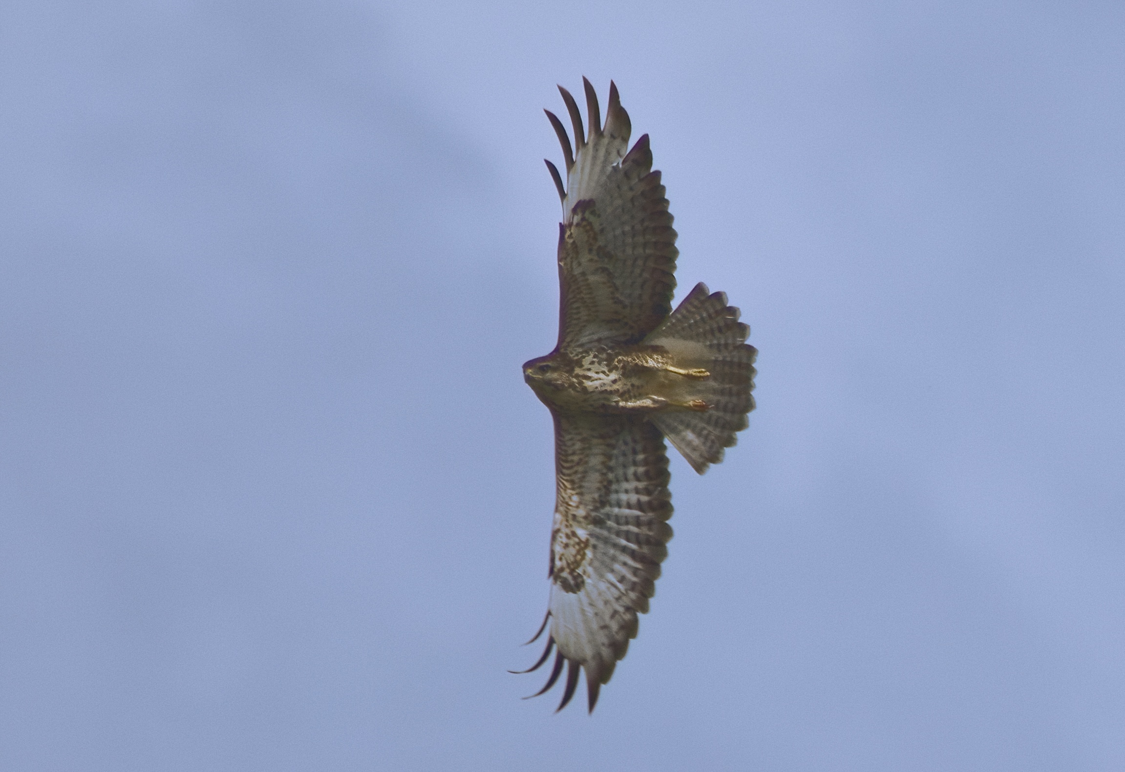 The buzzard vertically