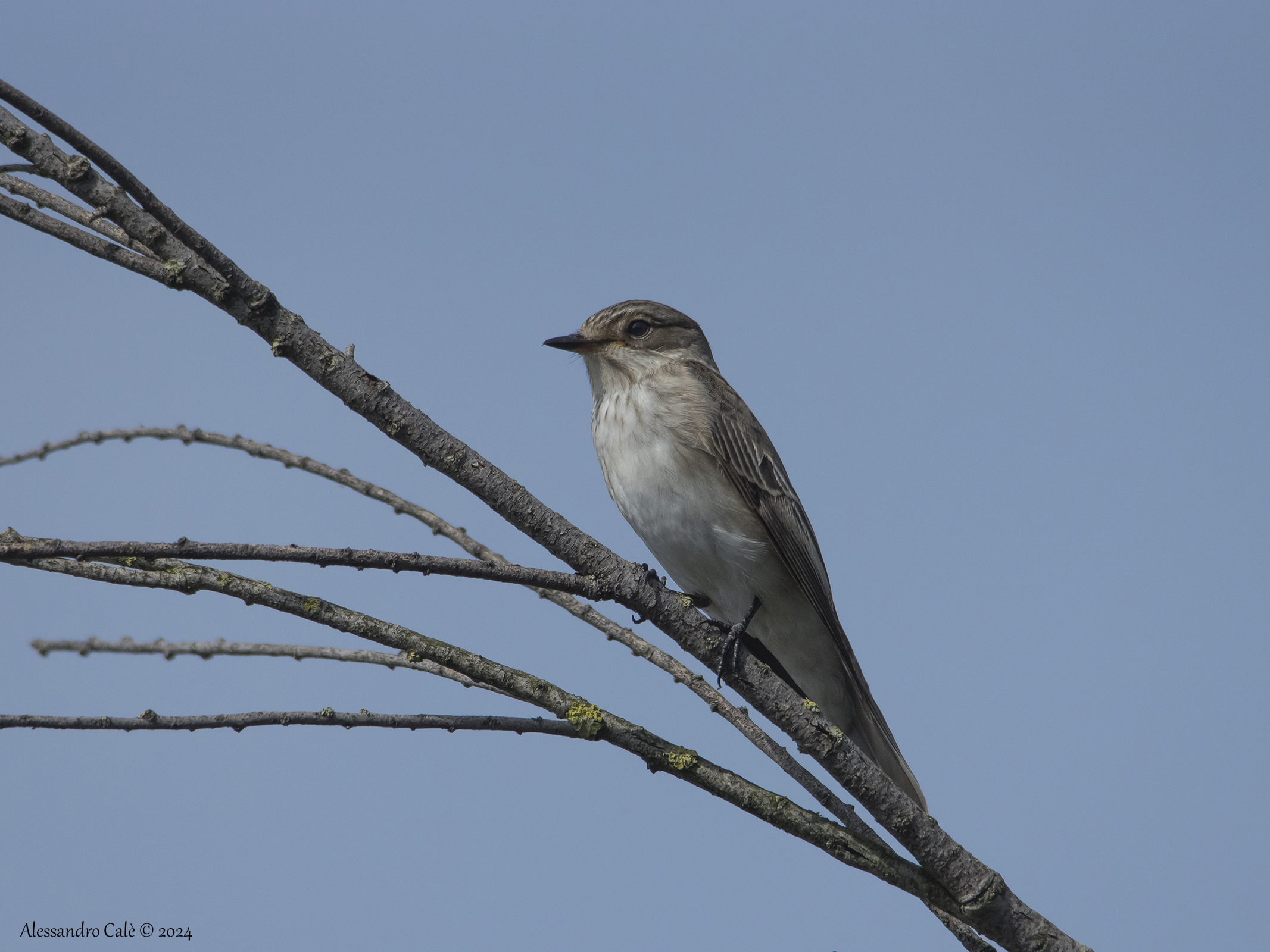 Striped Mushroom (Flycatcher) 5723