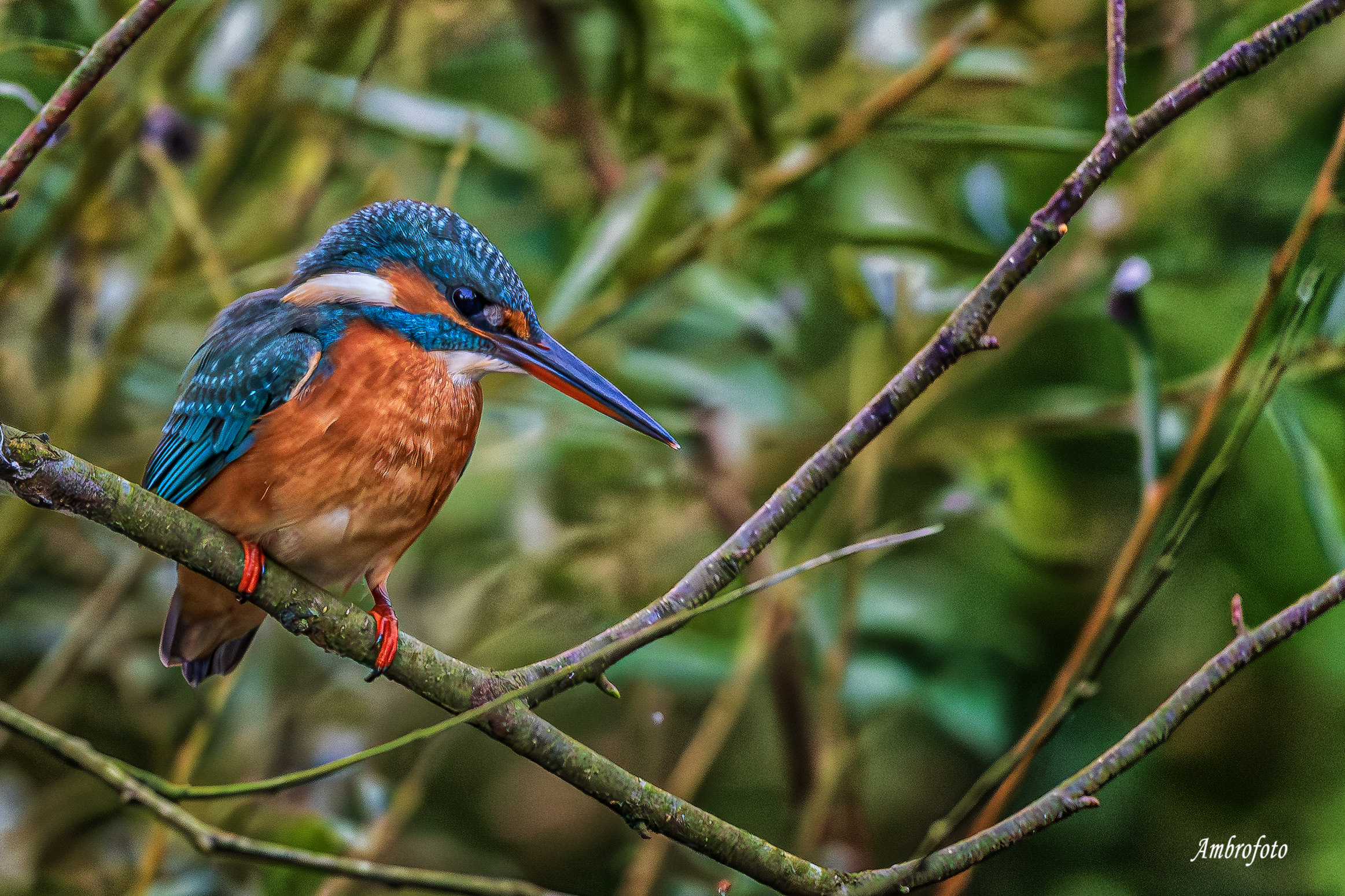 Martina 2