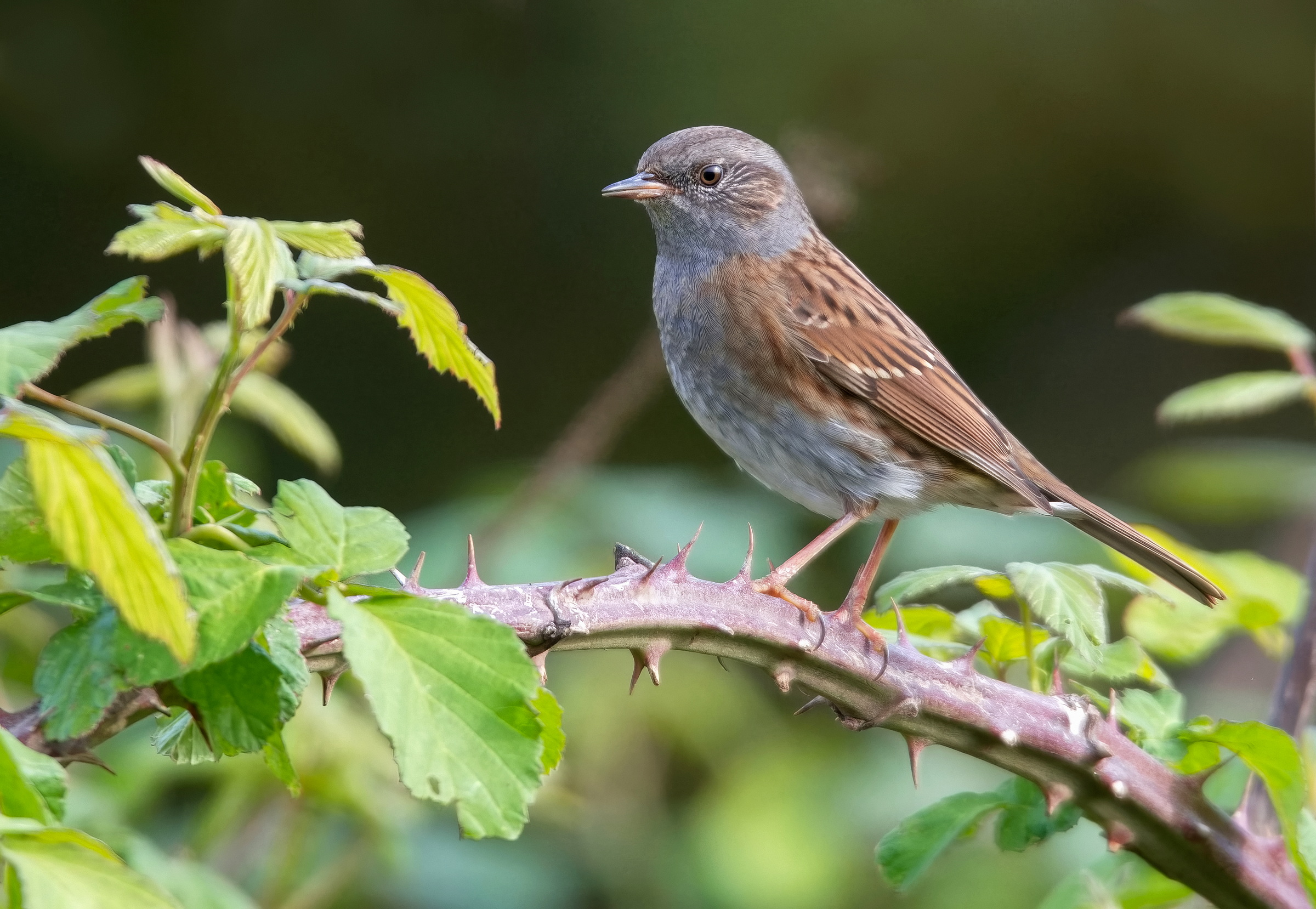 Scopaiola Sparrow (Prunella modulsris)