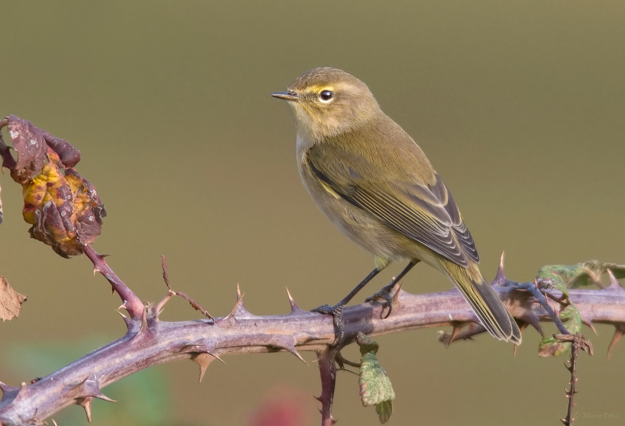 Little warbler (Phylloscopus collybita)