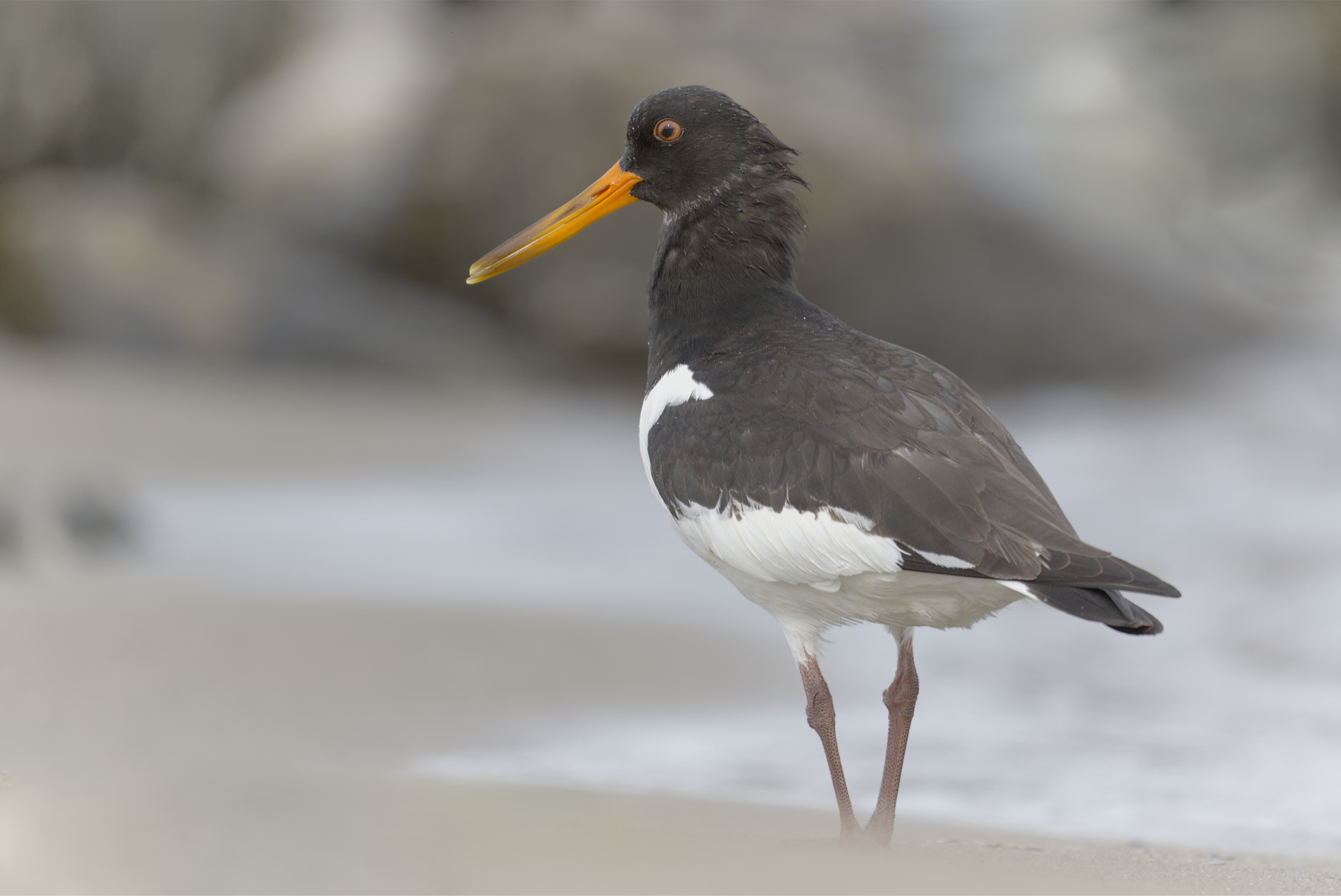 Oystercatcher