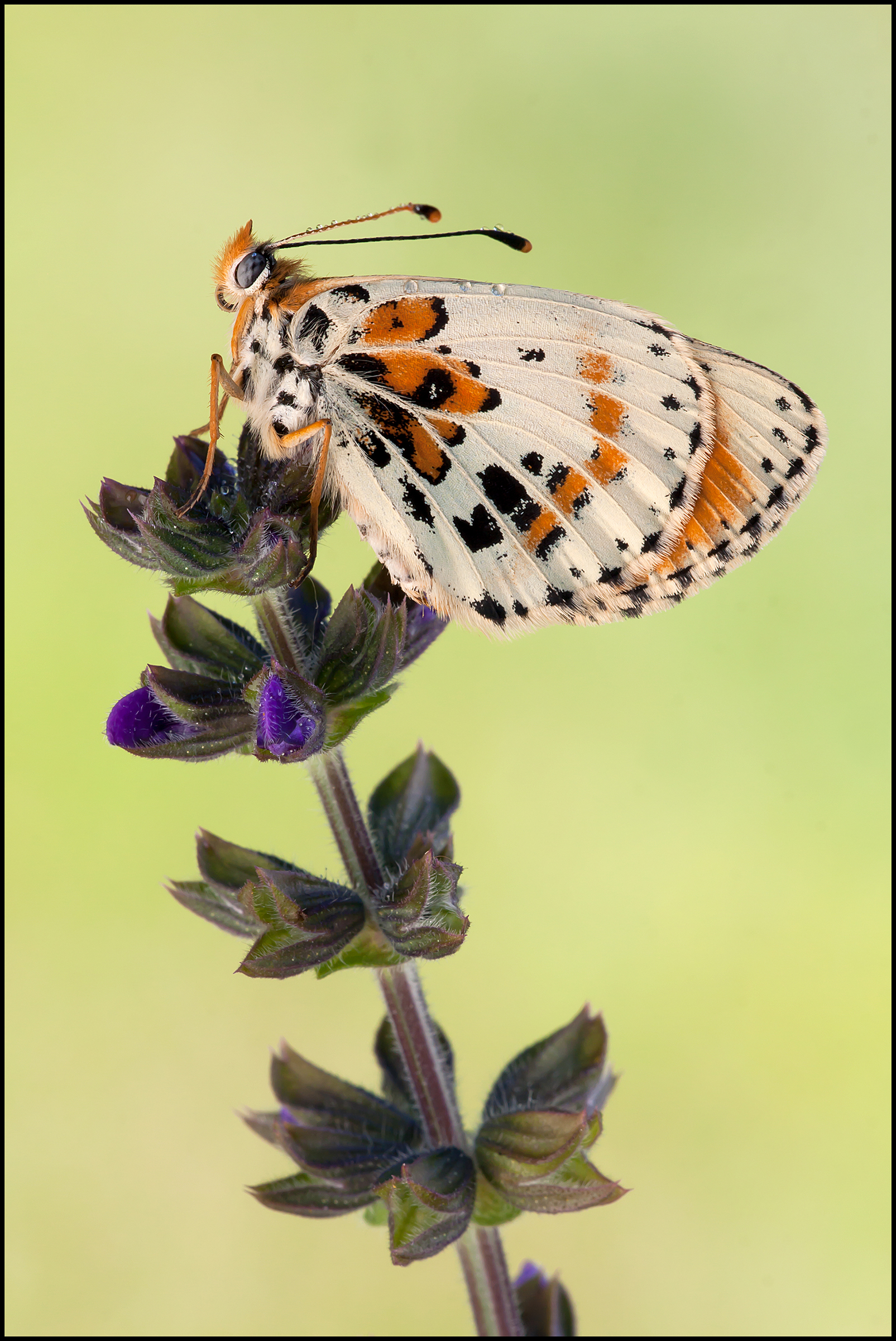 A curious Melitaea