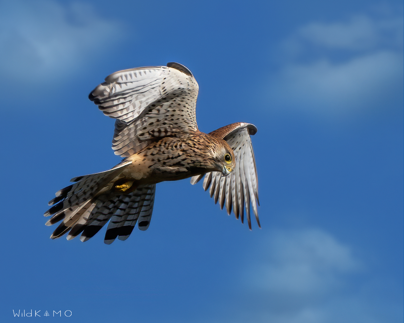 Gheppio in Spirito Santo