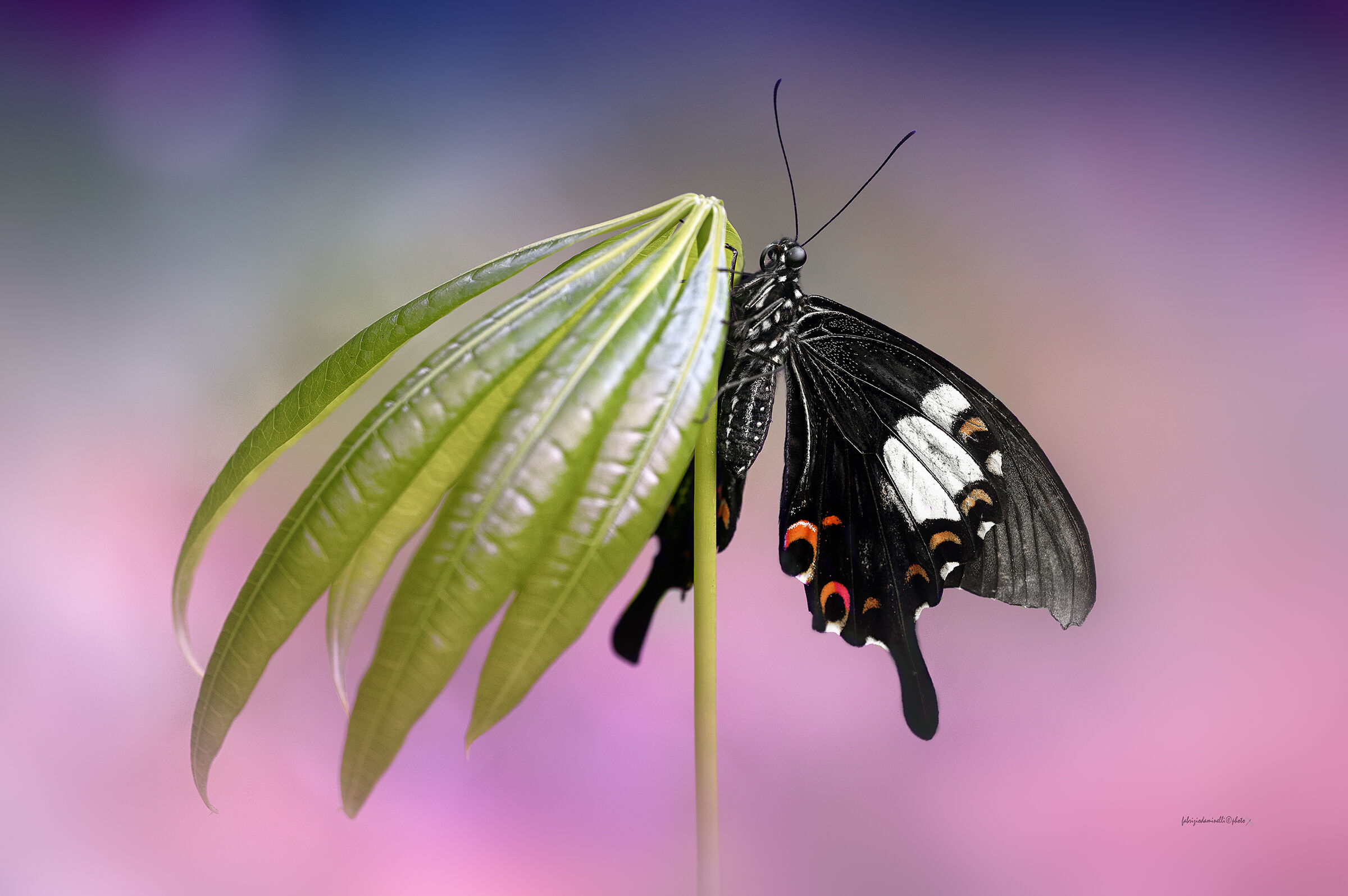 Papilio sataspes - dovetail