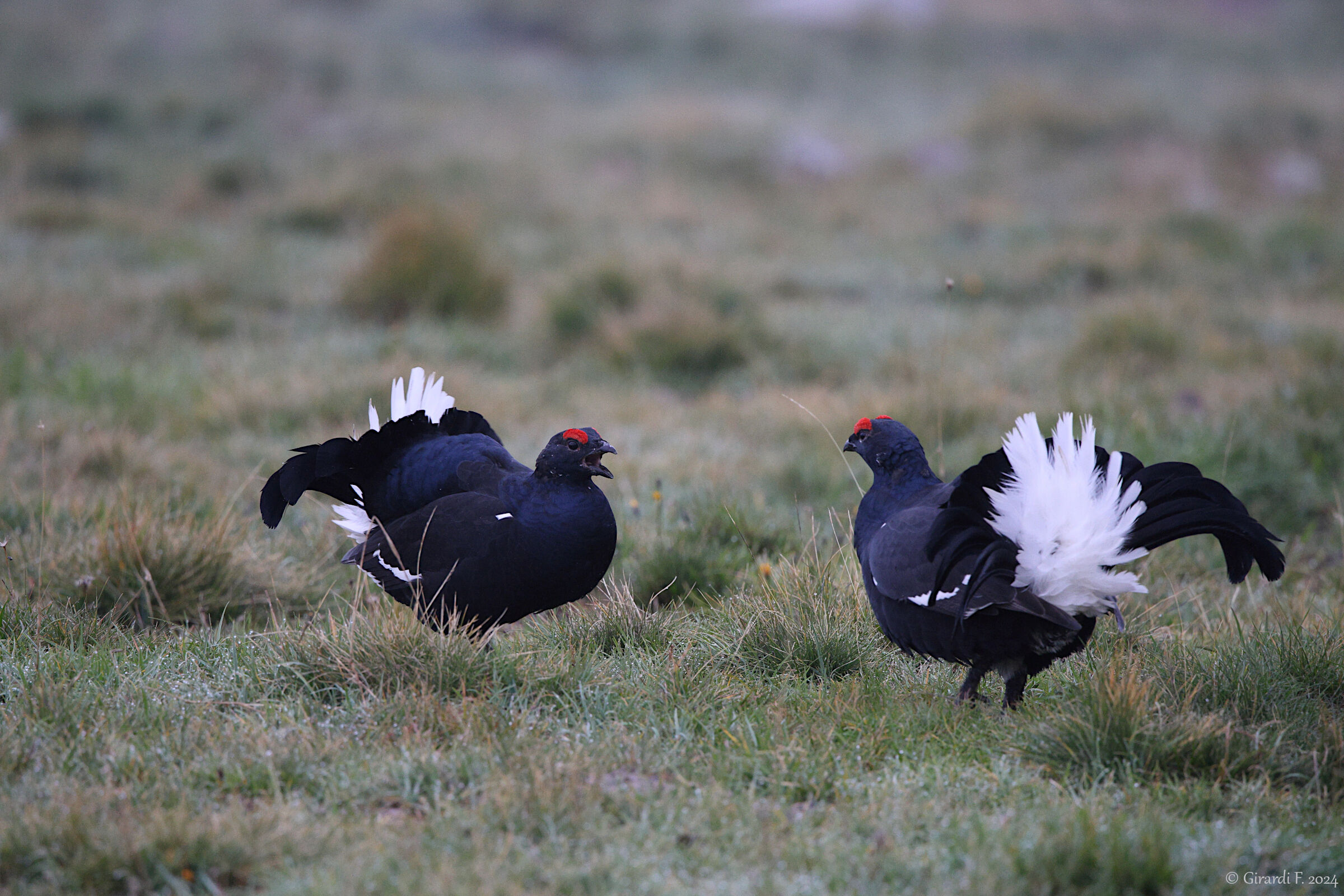 Black grouse