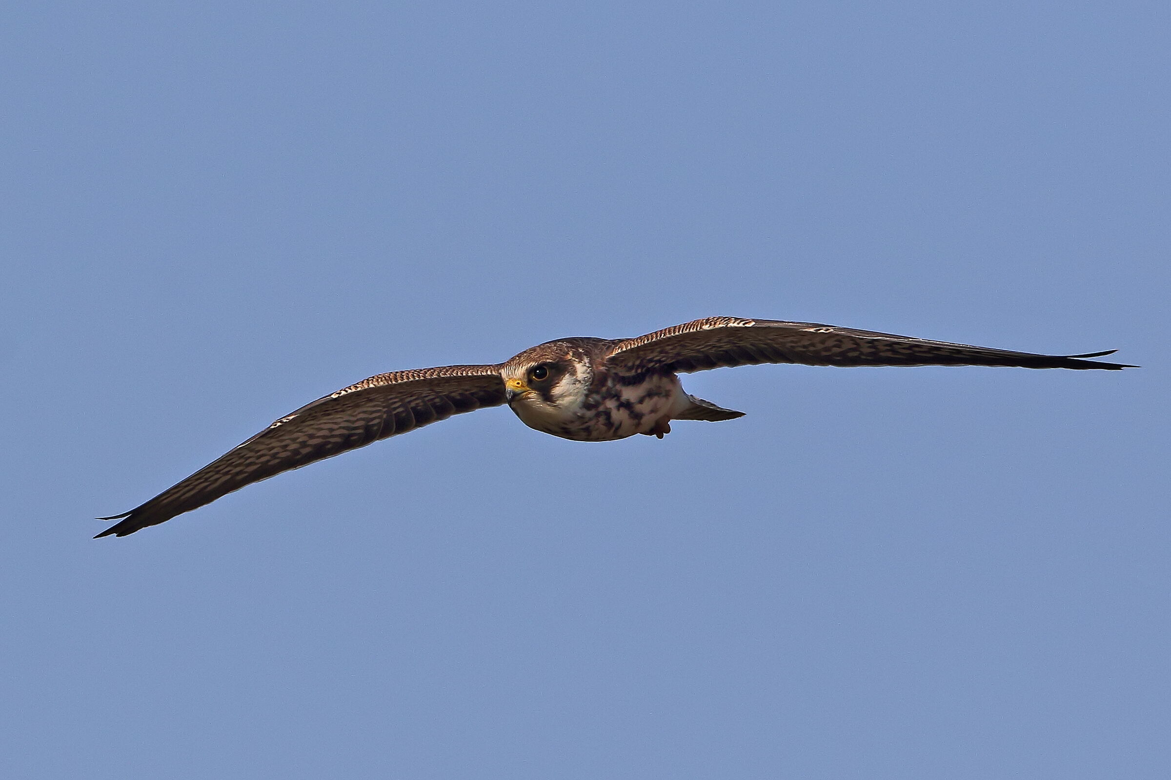 Young female Cuckoo Falcon
