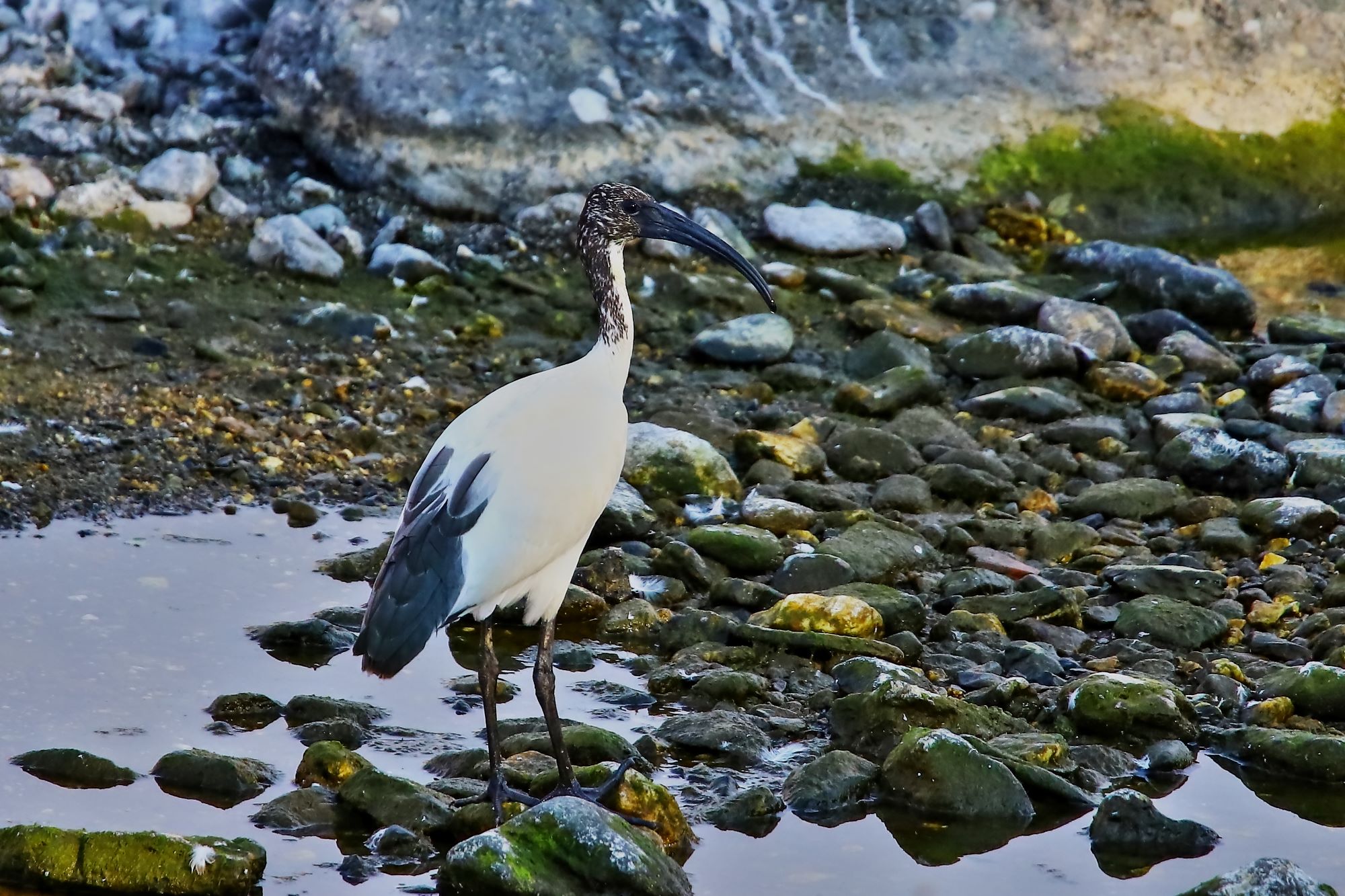 Ibis