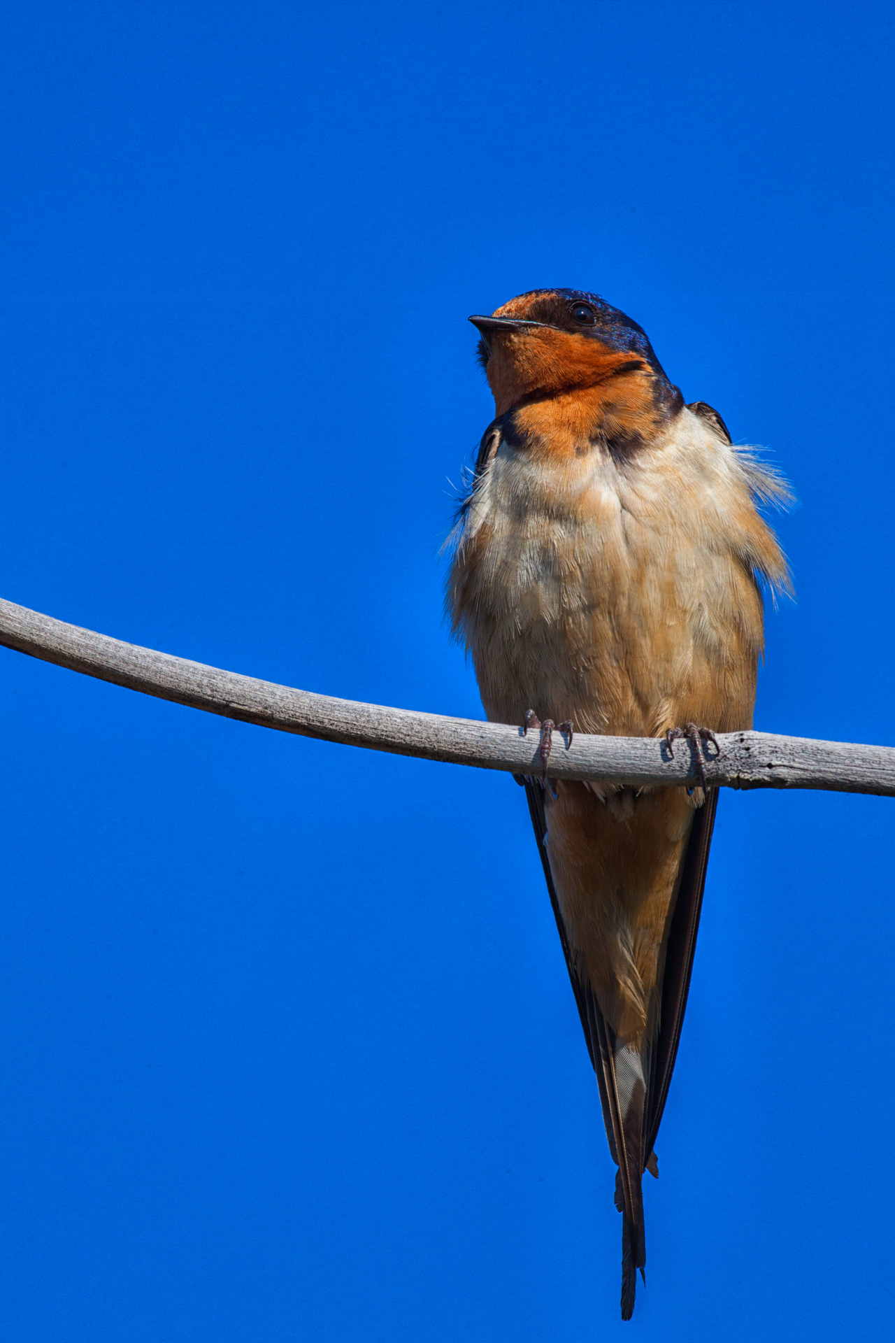 Barn Swallow