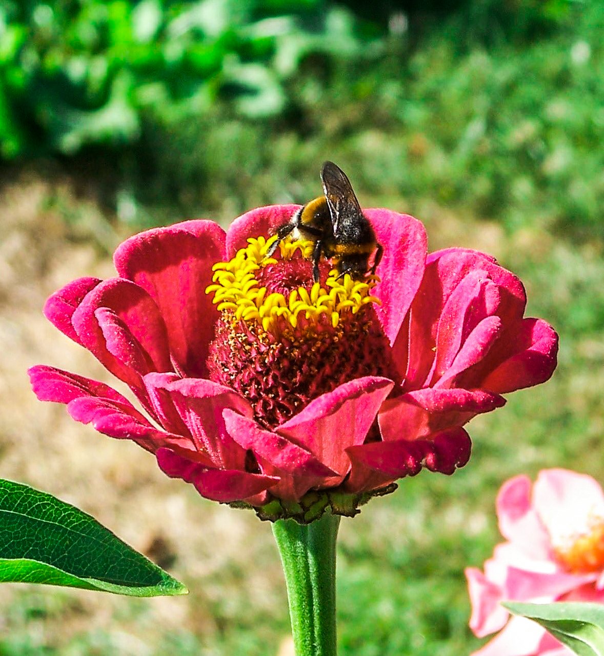 Giardino botanico dell'Università Vytautas Magnus