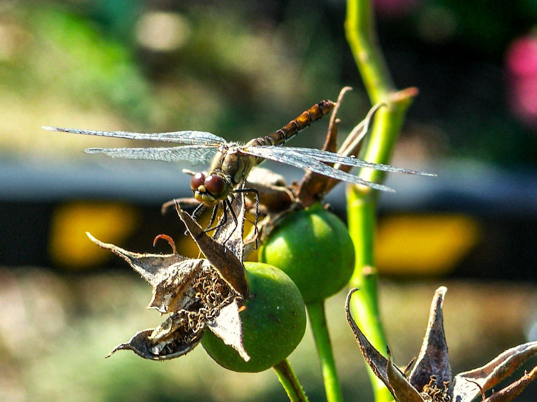 Giardino botanico dell'Università Vytautas Magnus