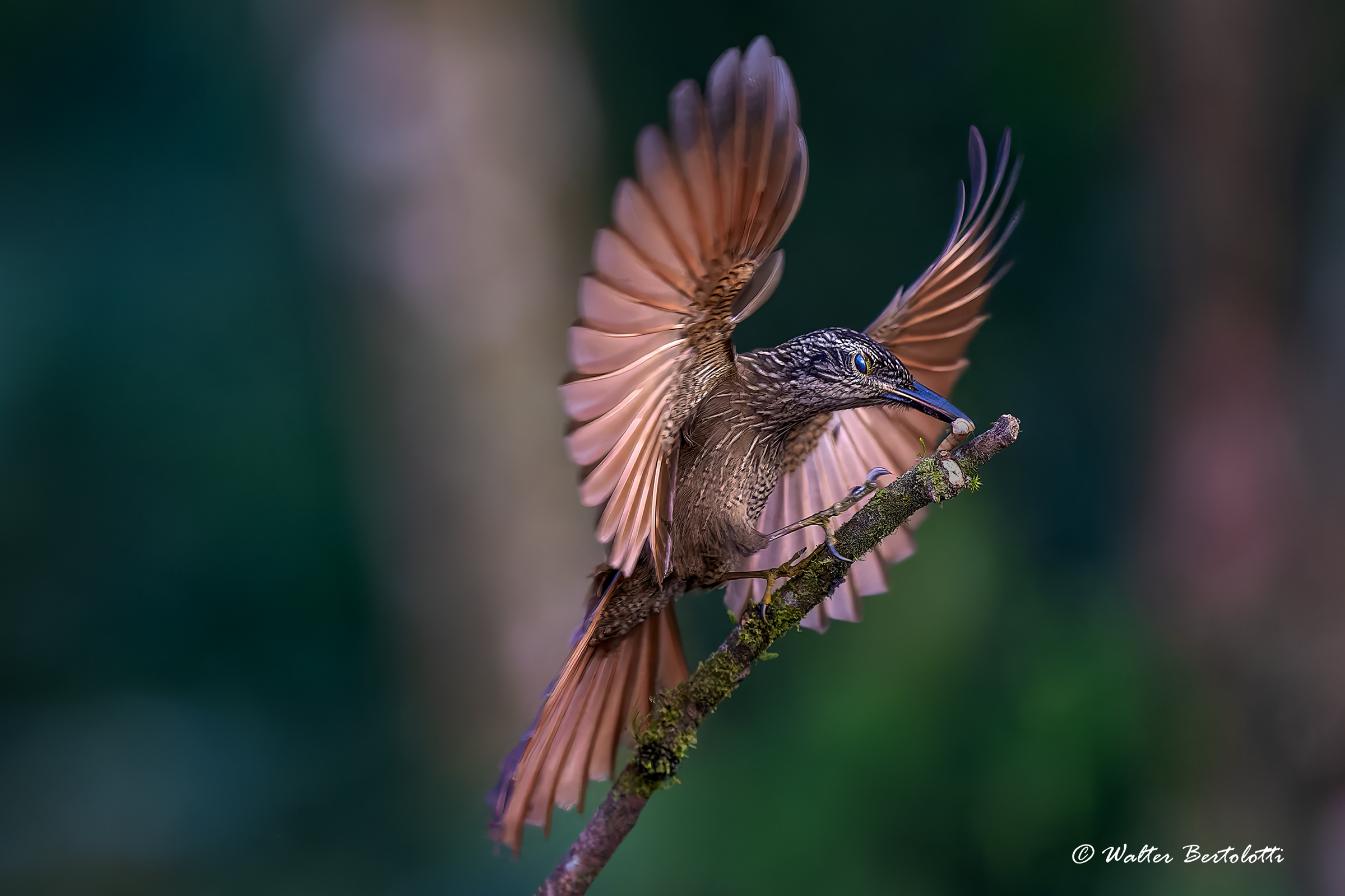 rampicatore cioccolato