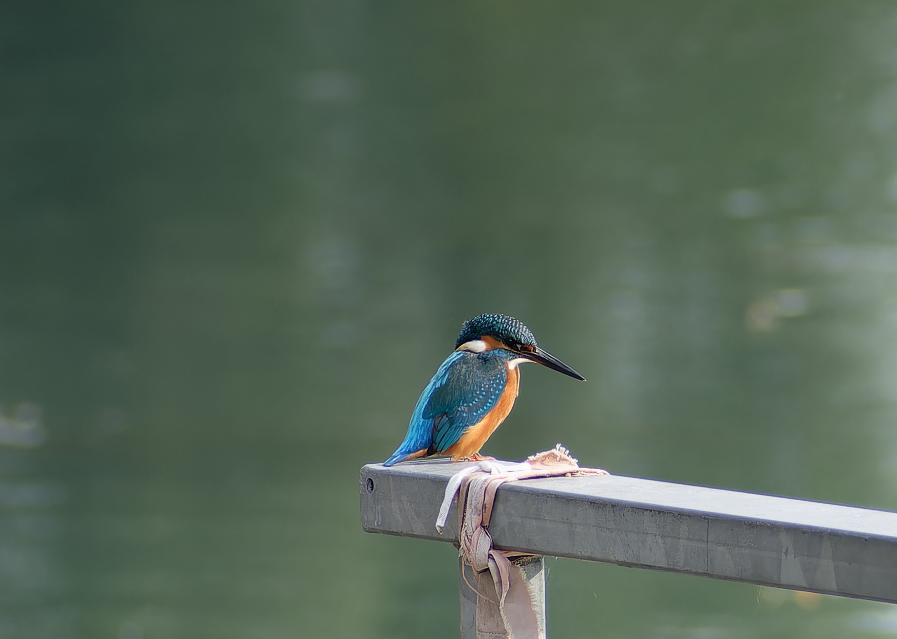 Kingfisher