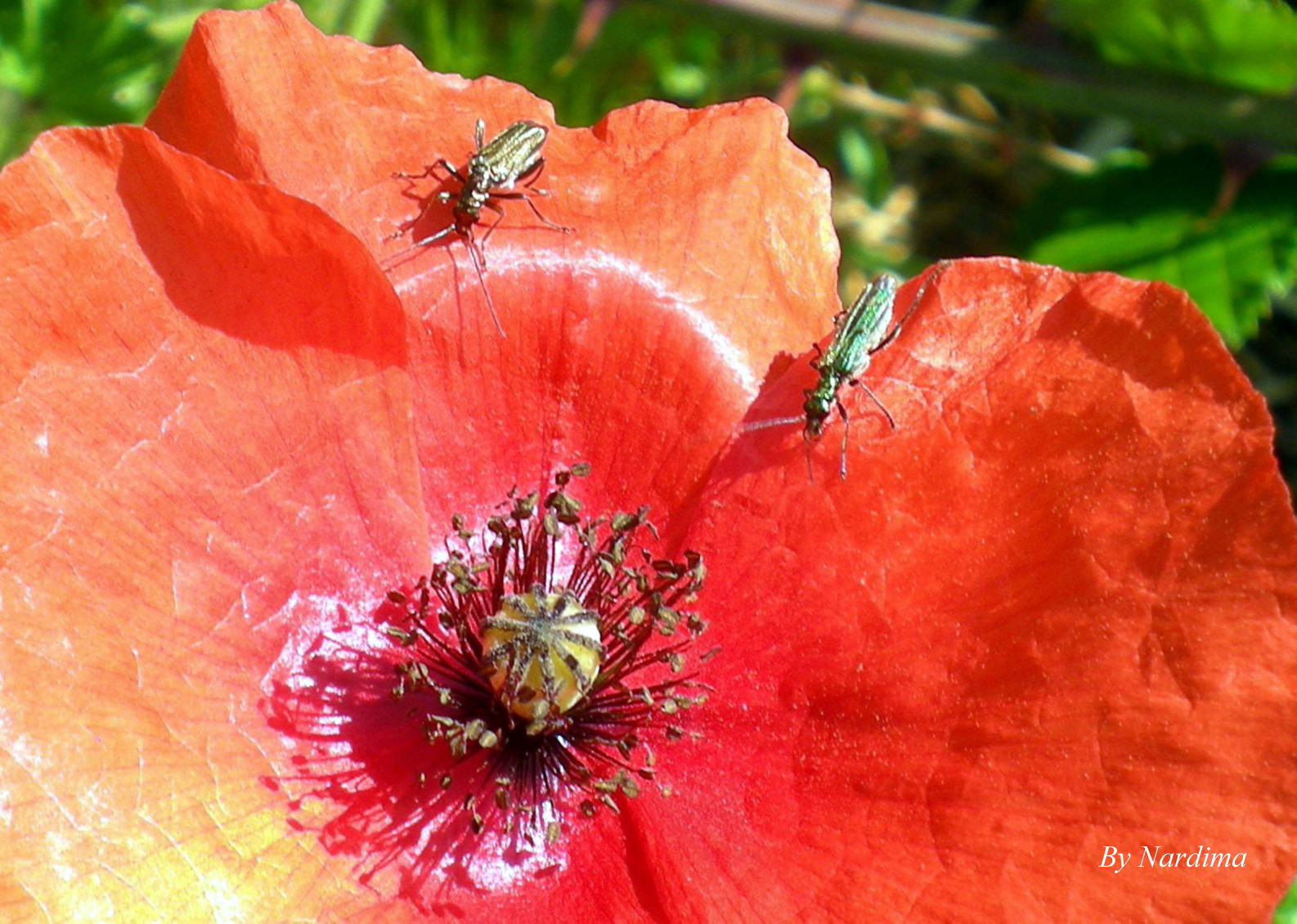 Poppy guests