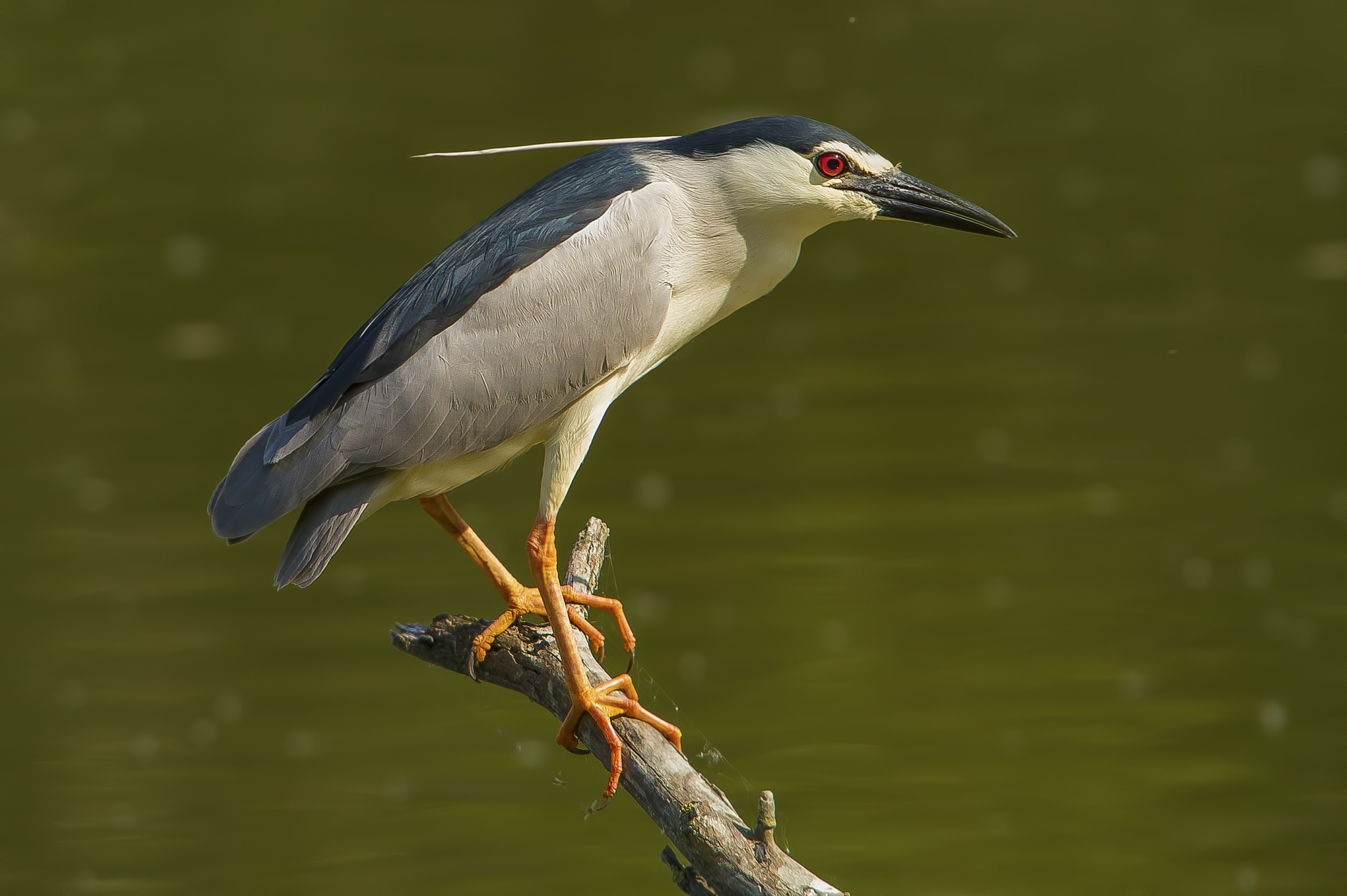 Night Heron.